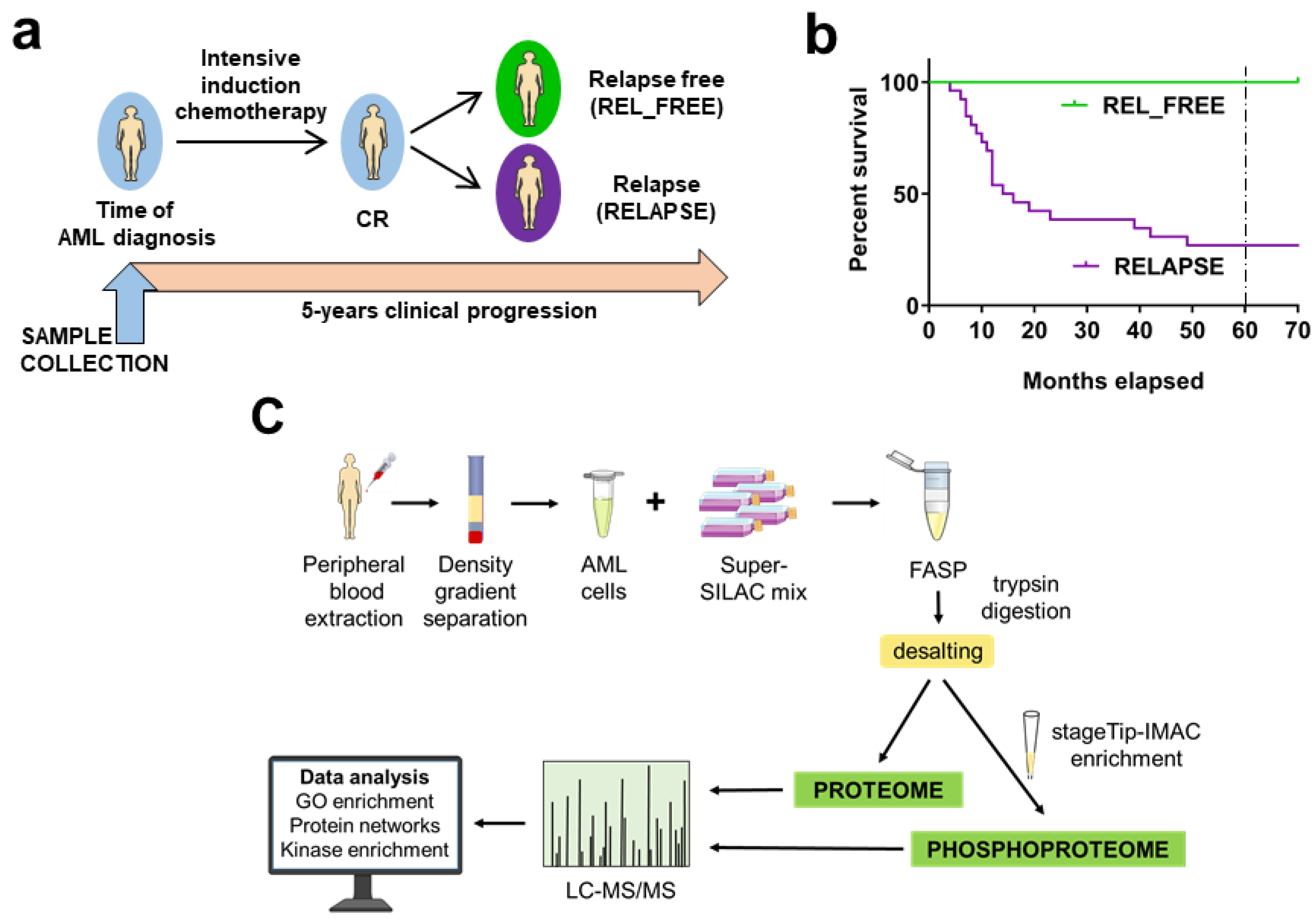 Cancers Free Full Text Proteome And Phosphoproteome Changes Associated With Prognosis In Acute Myeloid Leukemia Html