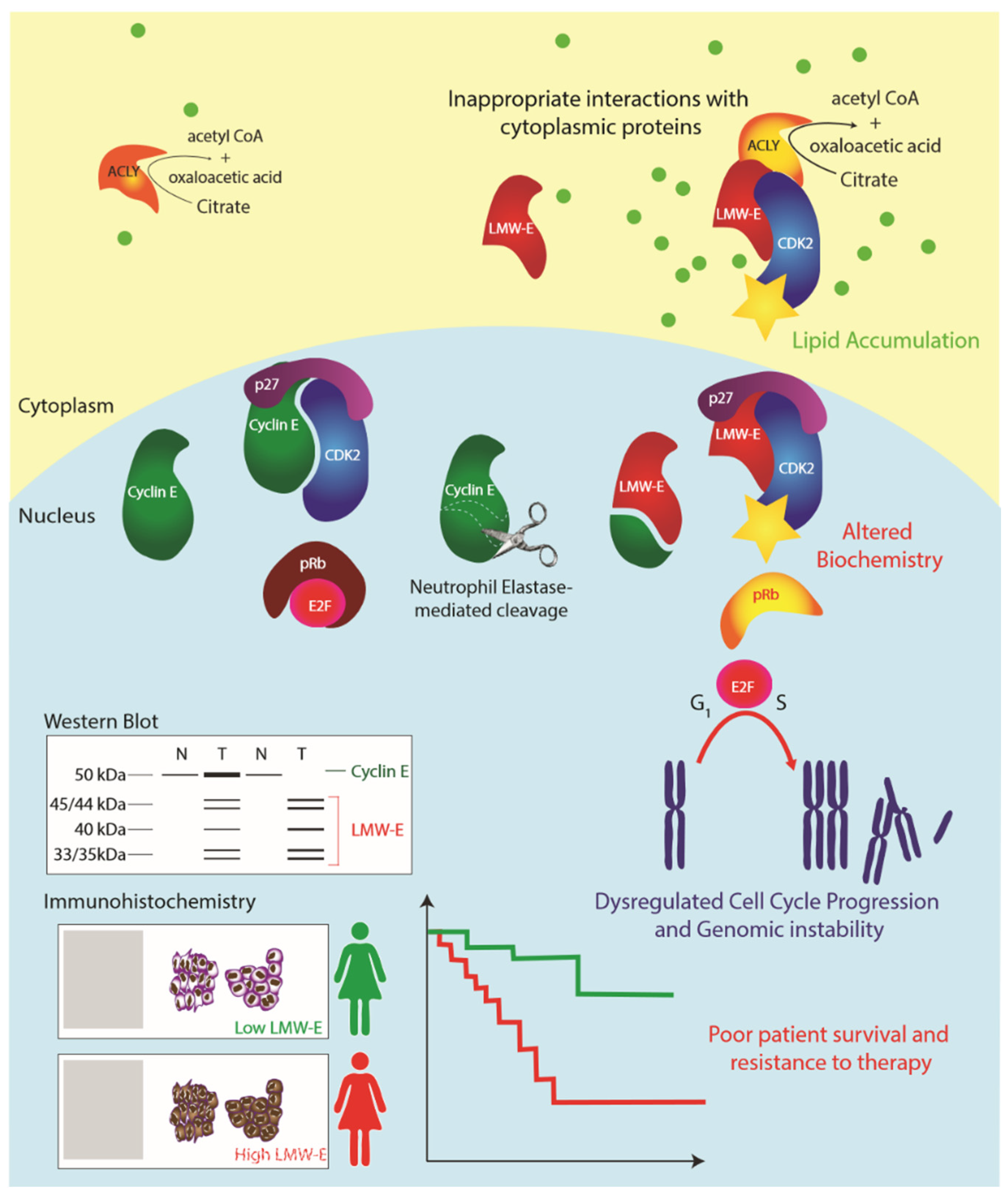 Cancers 12 00712 g001