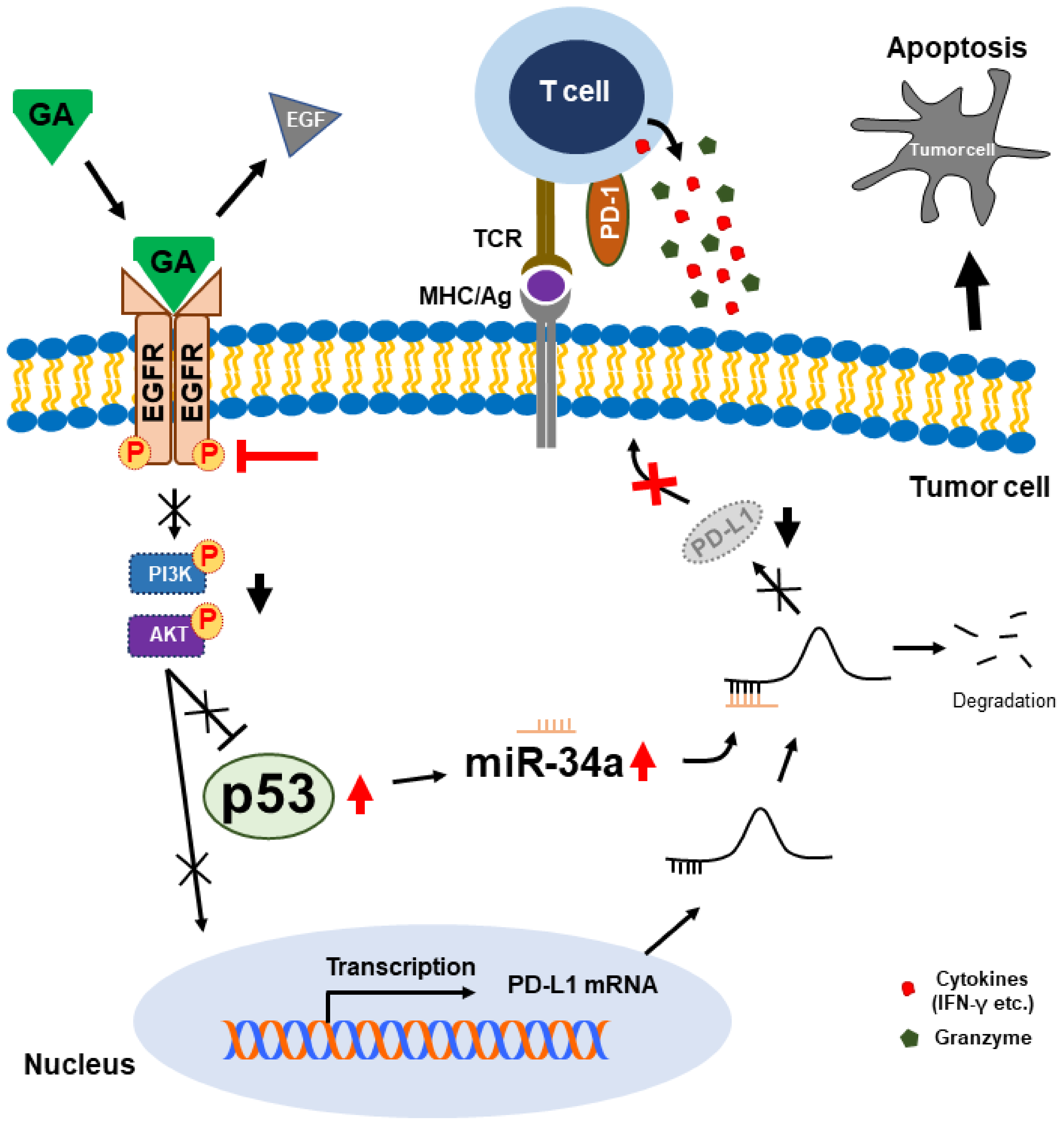 Cancers 12 00727 g007 Cancers 12 00727 g007