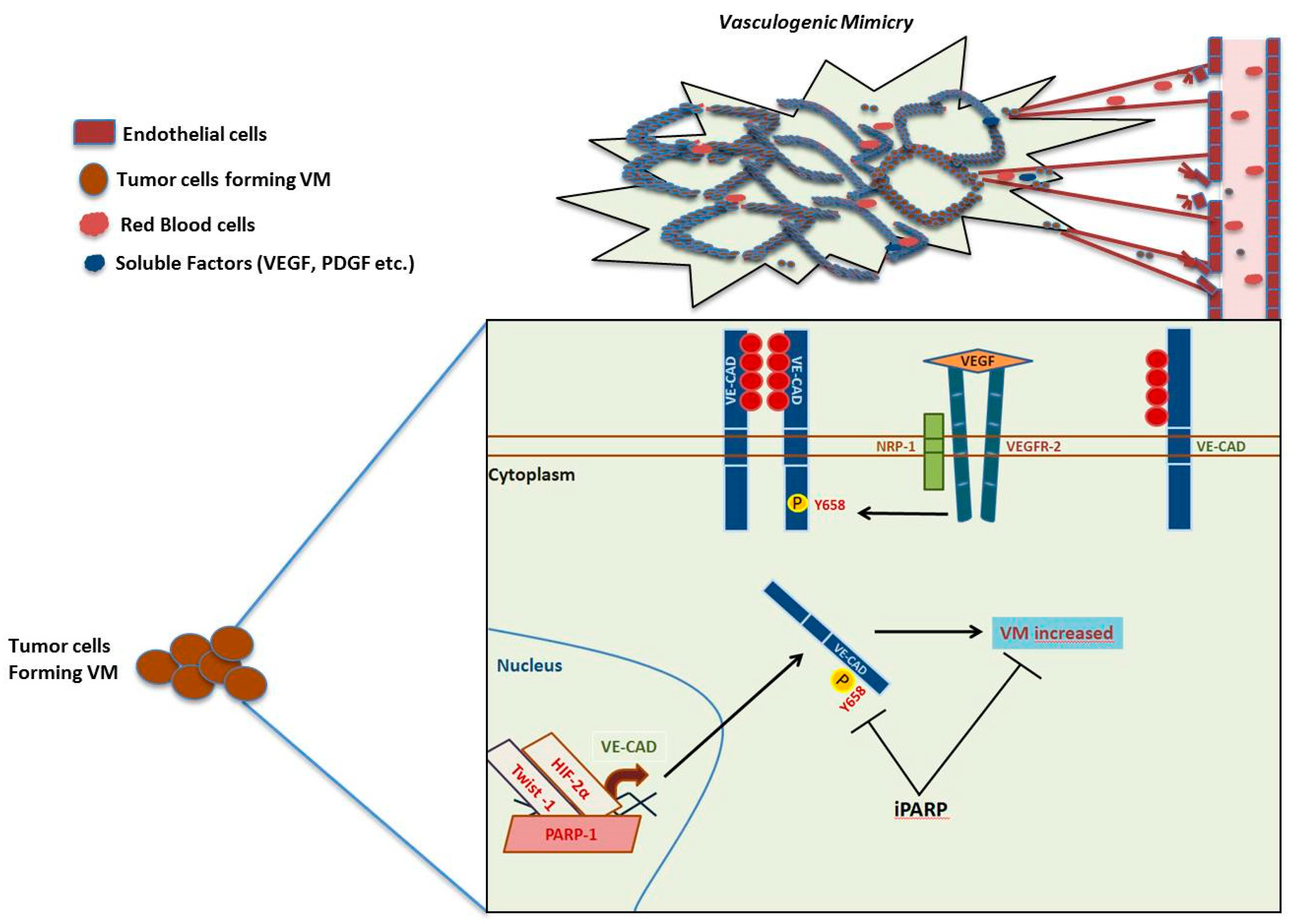 Cancers 12 00739 g006 Cancers 12 00739 g006
