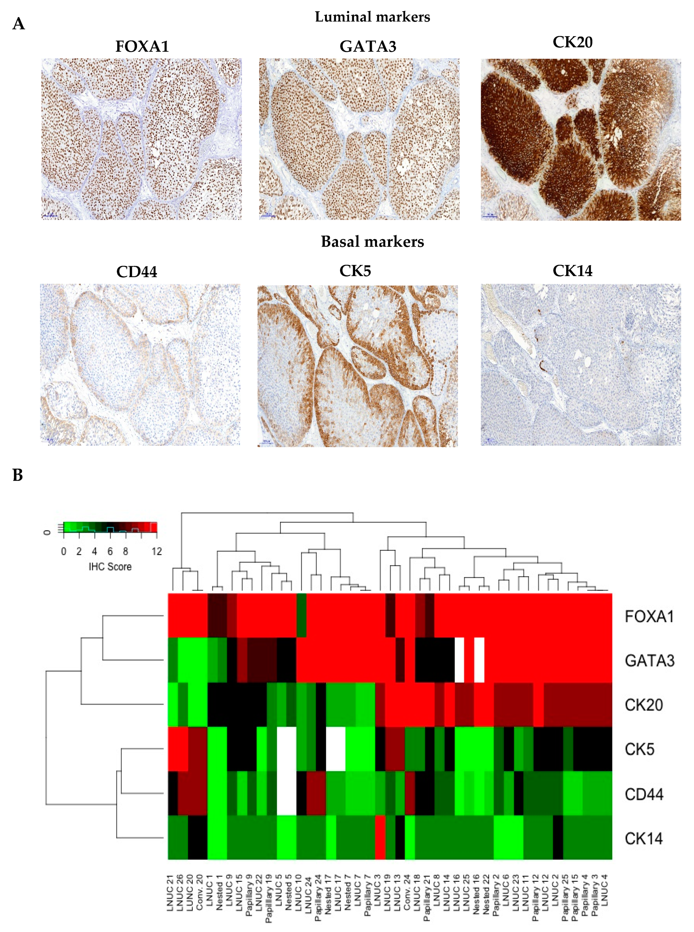Cancers 12 00763 g003 Cancers 12 00763 g003