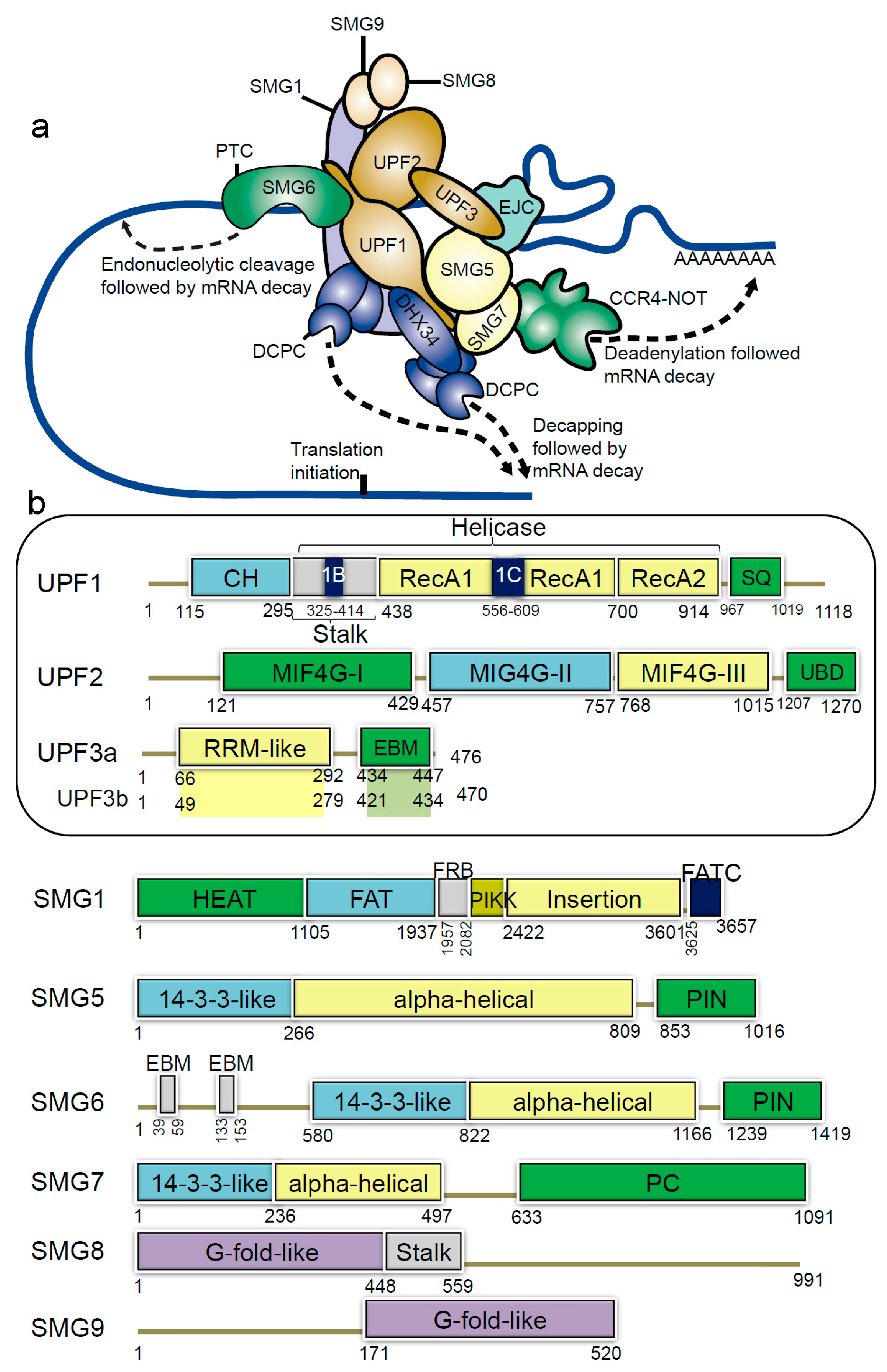 Cancers Free Full Text Nonsense Mediated Mrna Decay Pathologies And The Potential For Novel Therapeutics Html