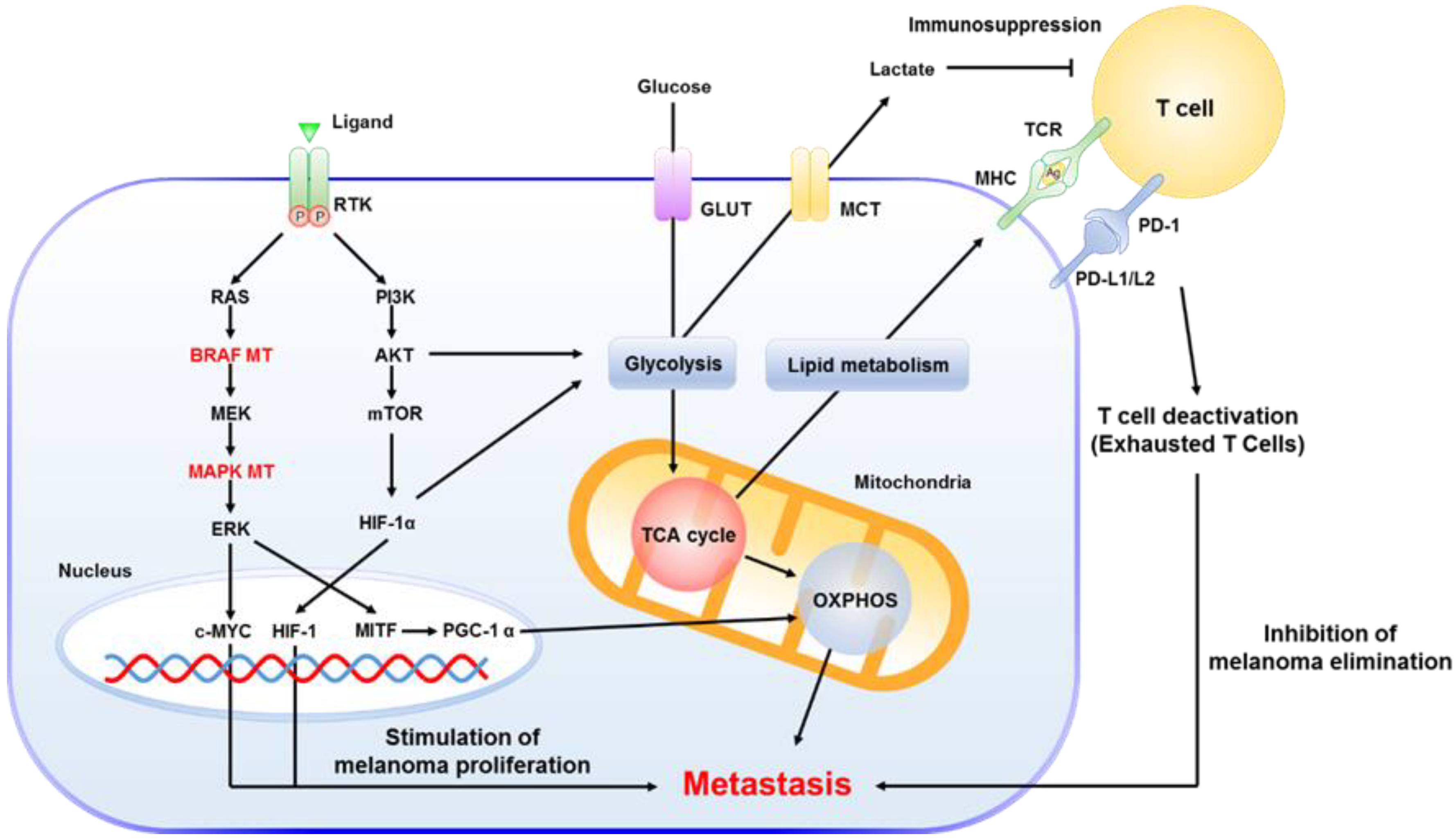 Cancers 12 00767 g005 Cancers 12 00767 g005