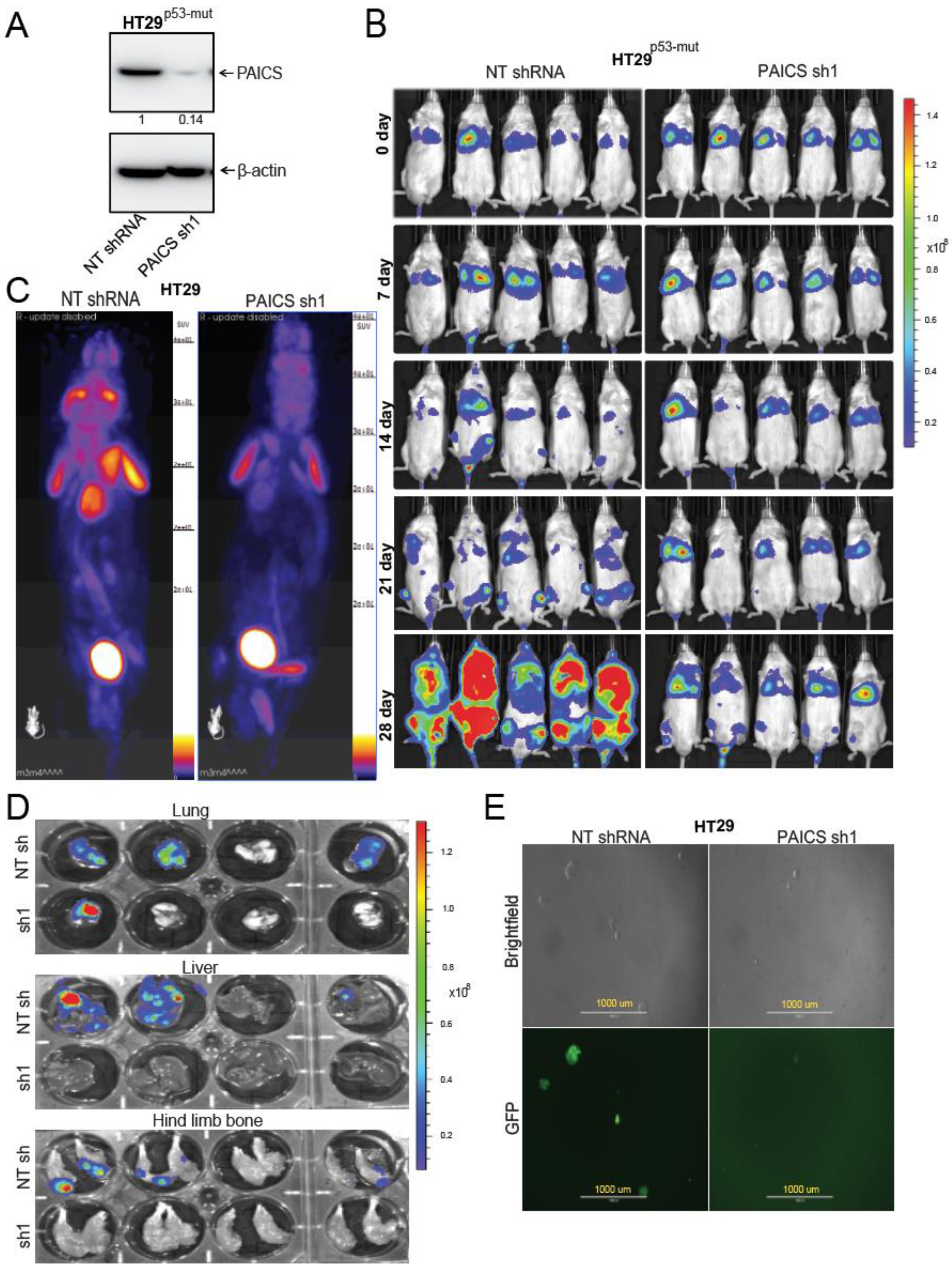 Cancers 12 00772 g004 Cancers 12 00772 g004