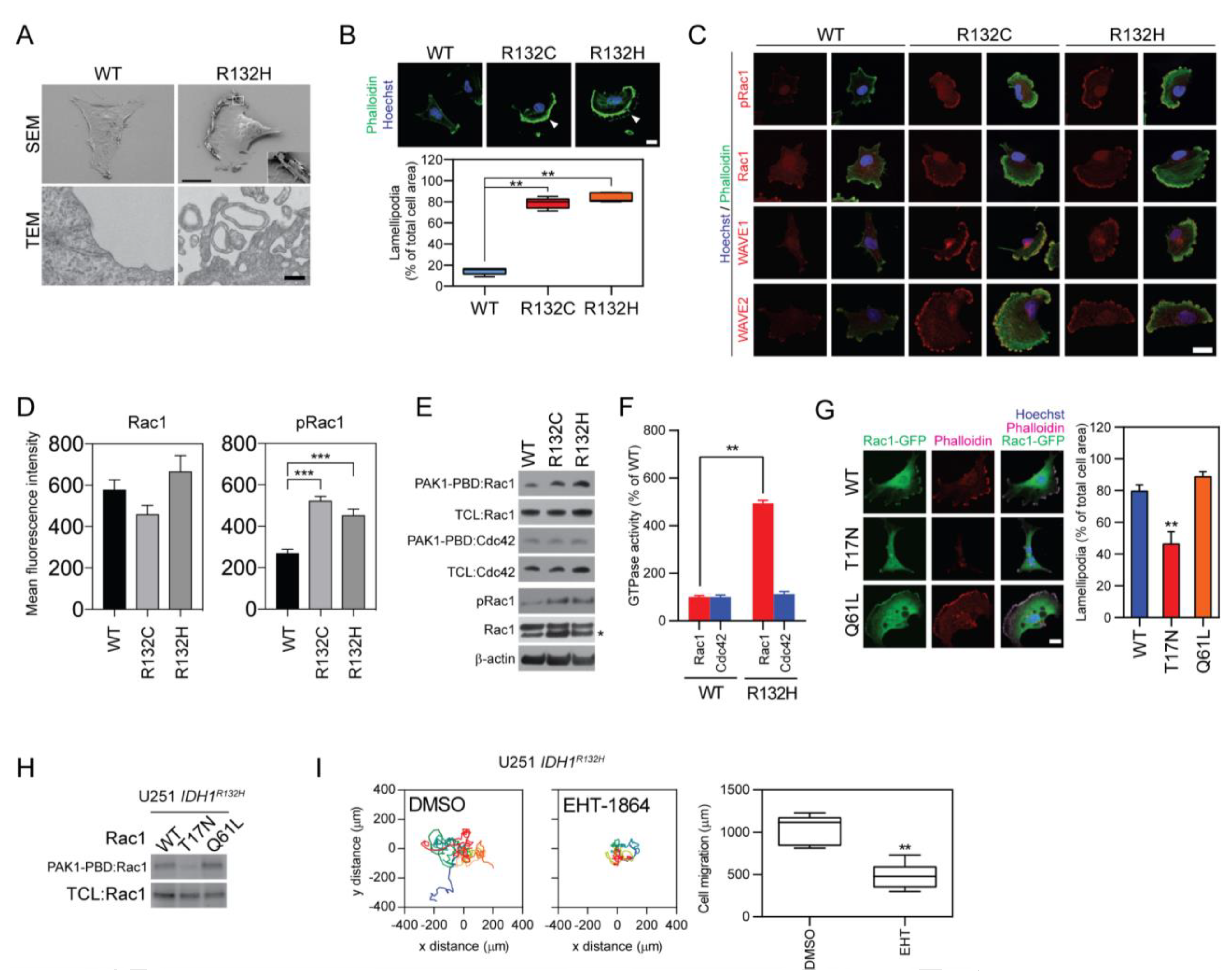 Cancers 12 00787 g003 Cancers 12 00787 g003