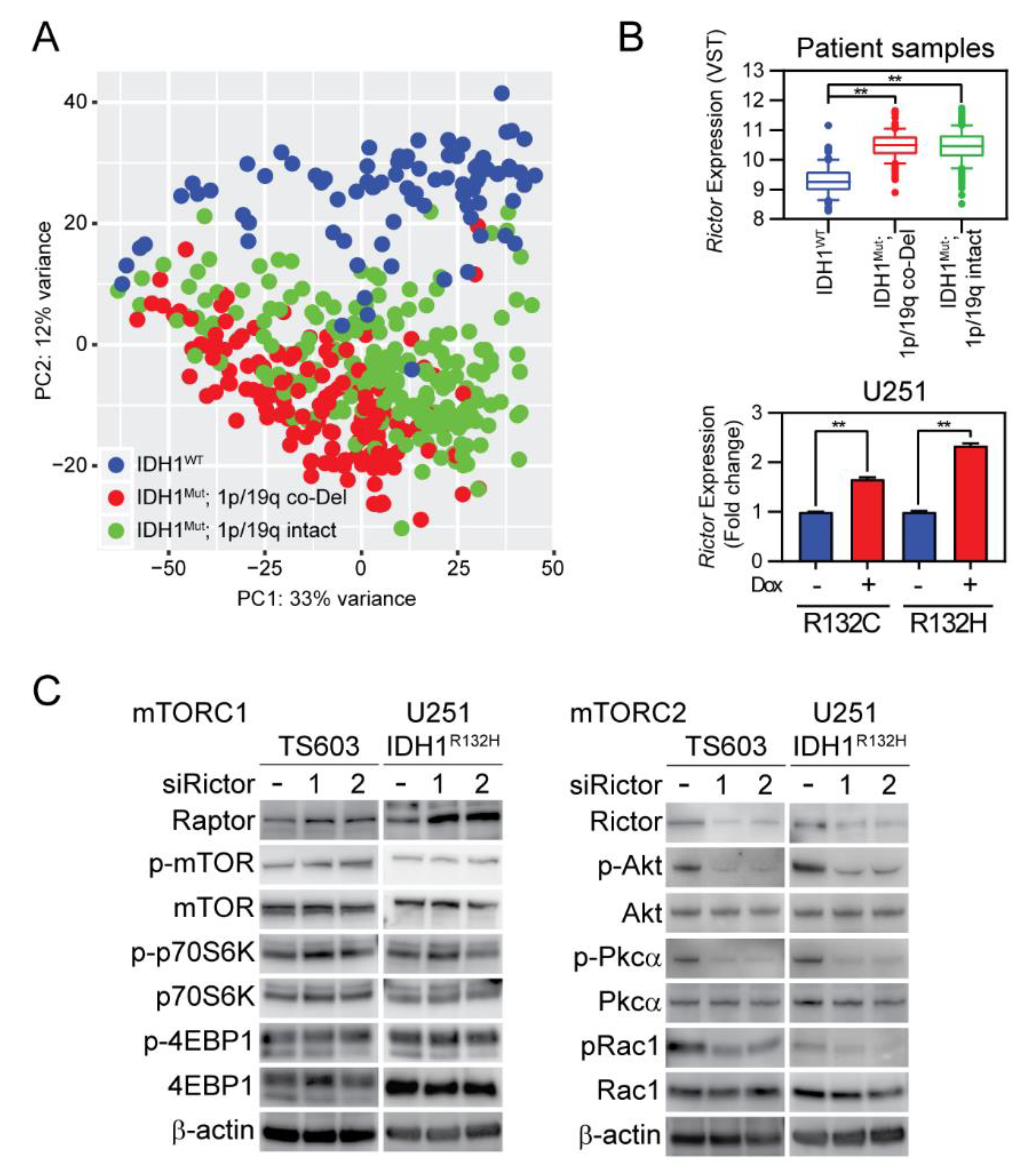 Cancers 12 00787 g004 Cancers 12 00787 g004