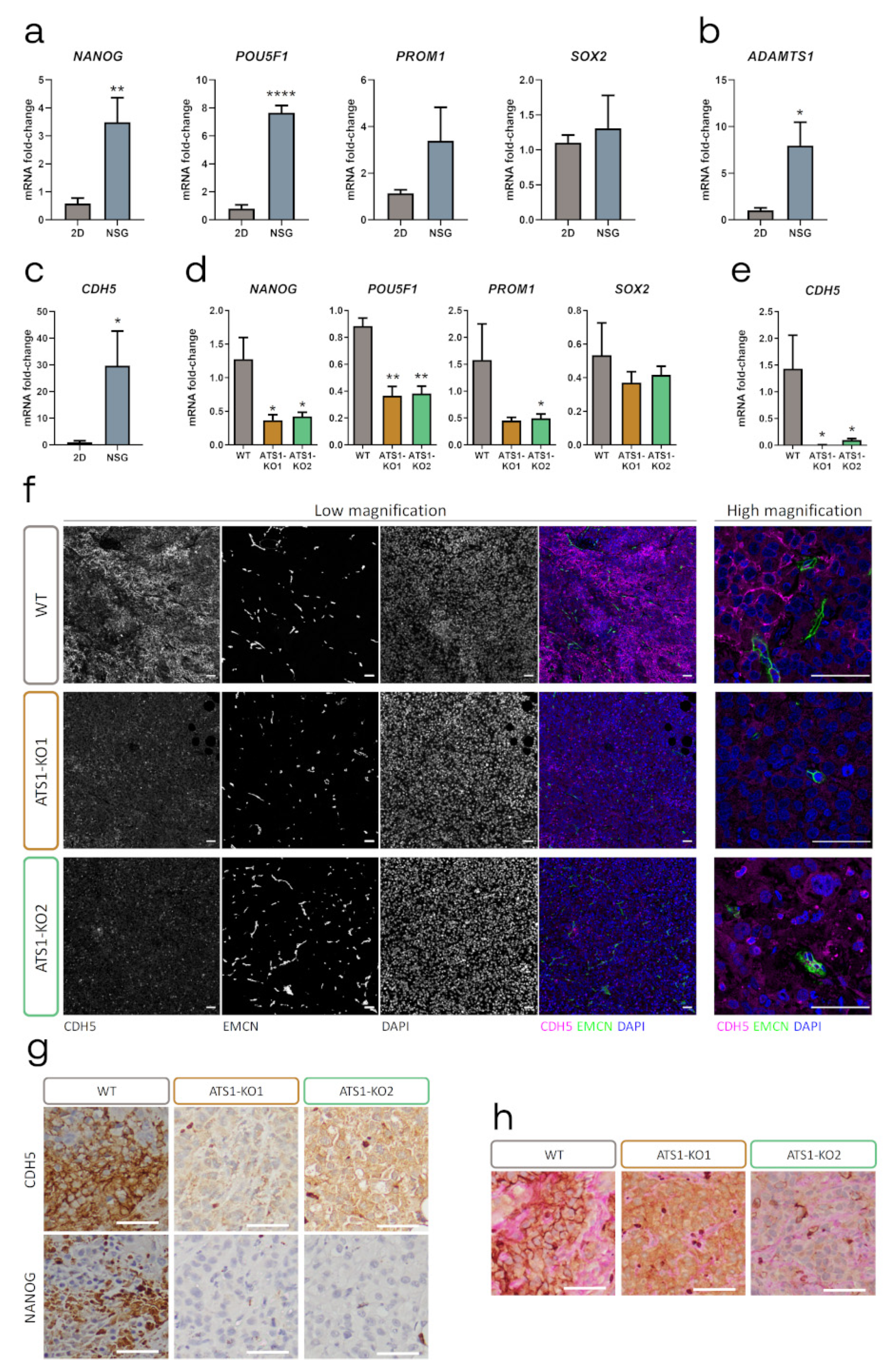 Cancers 12 00801 g004