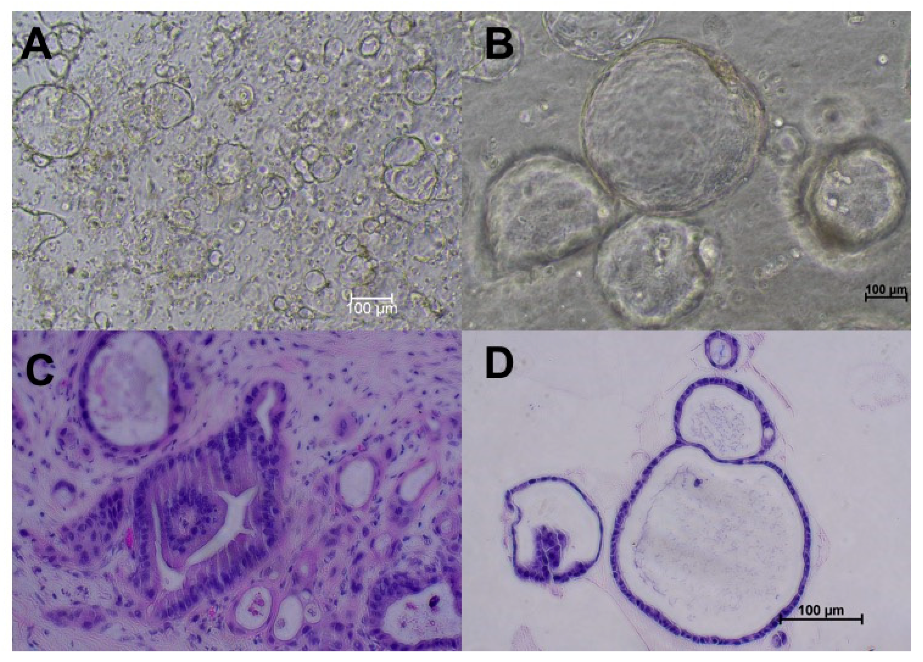 Cancers 12 00811 g001 Cancers 12 00811 g001