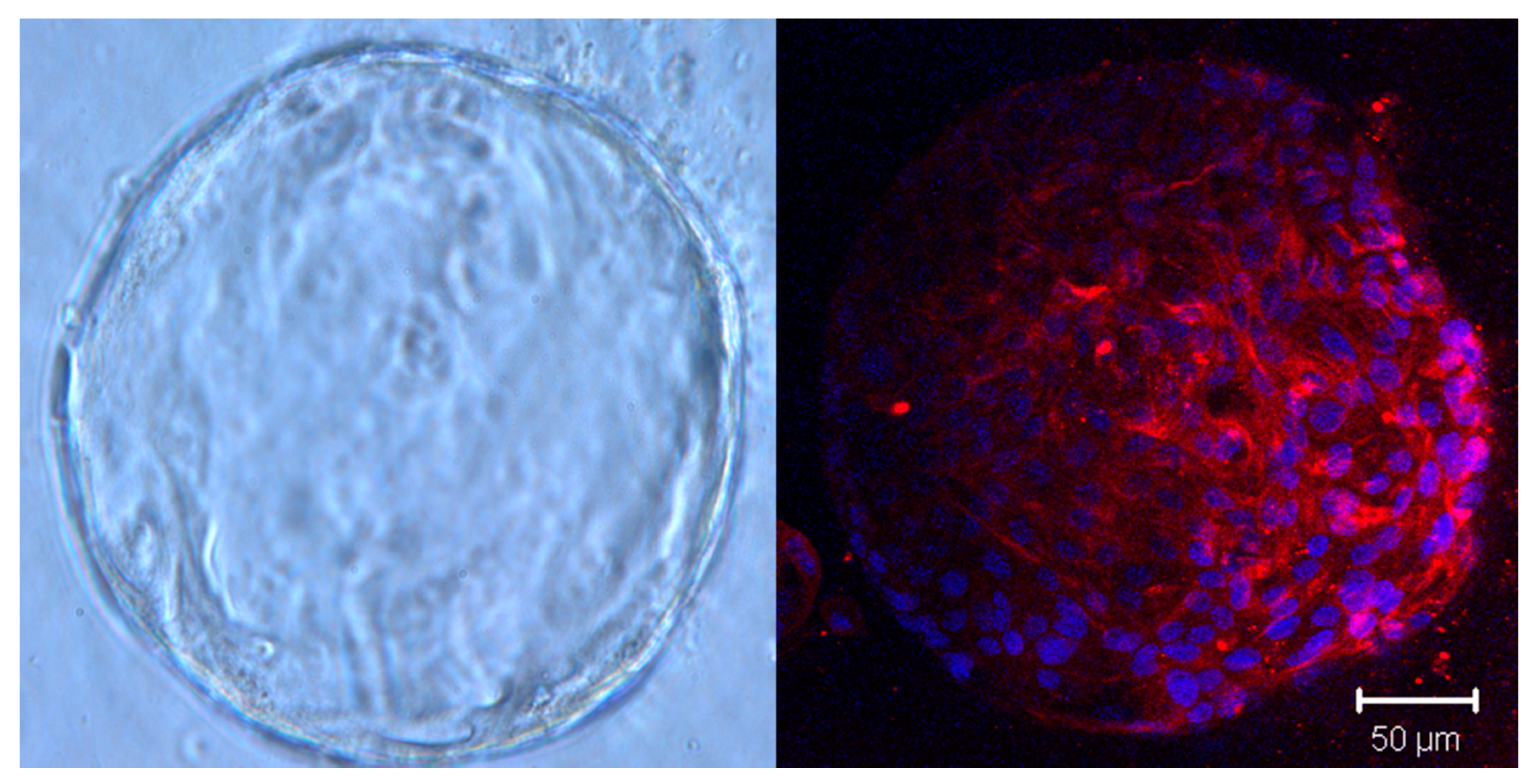 Cancers 12 00811 g002 Cancers 12 00811 g002