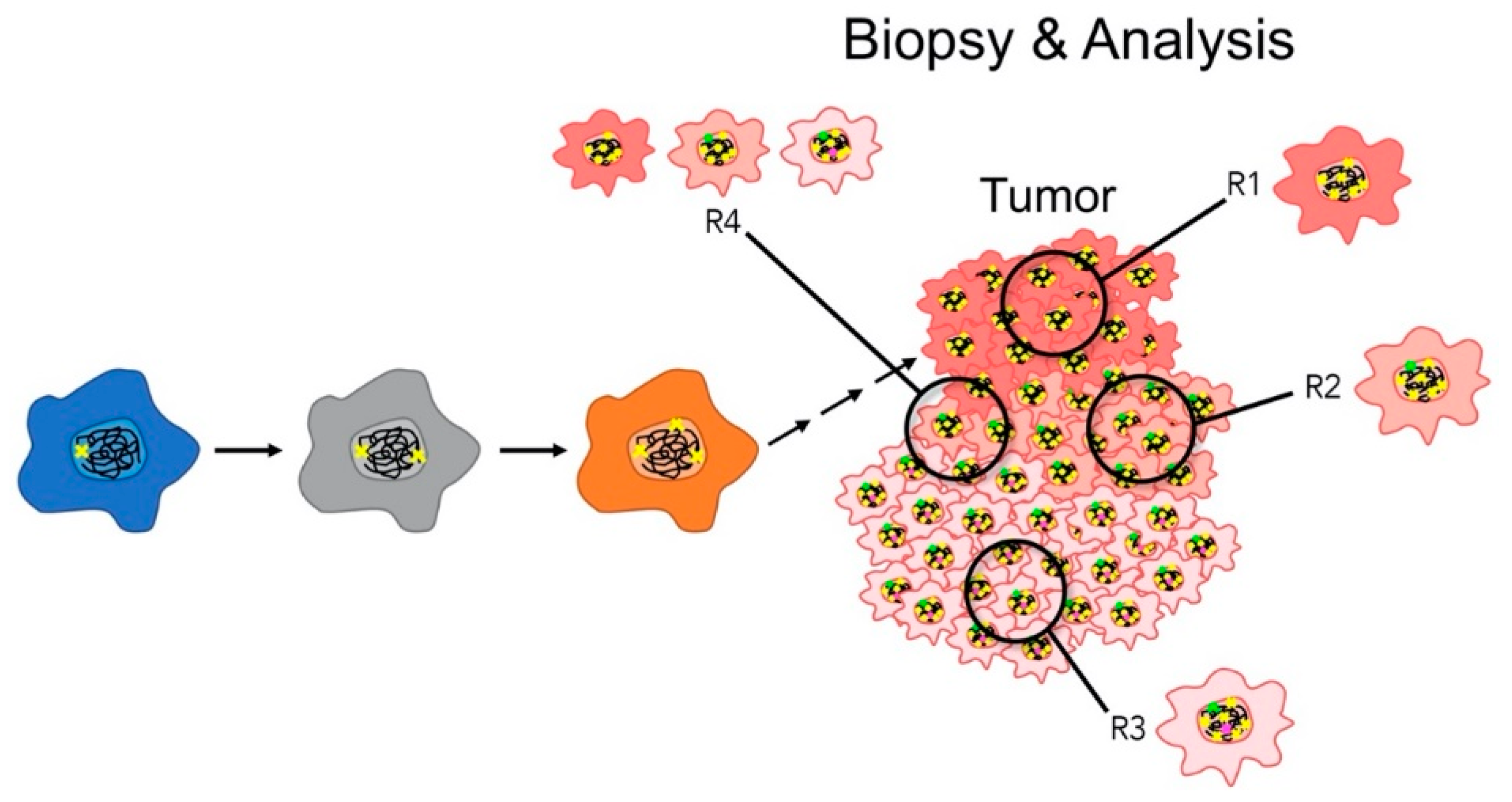 Chromosome Instability; Implications in ... Biology Diagrams