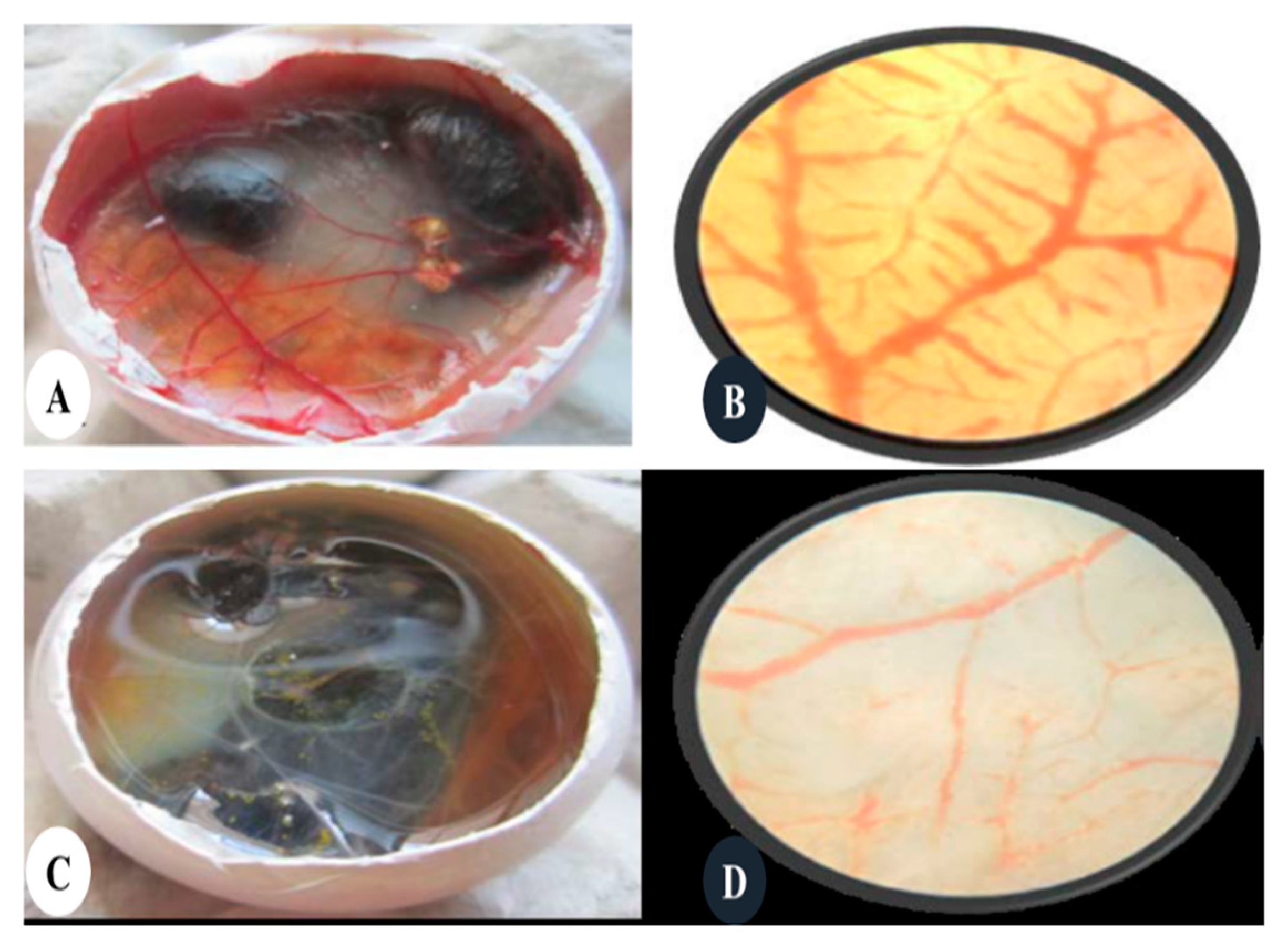 Cancers 12 00855 g006 Cancers 12 00855 g006