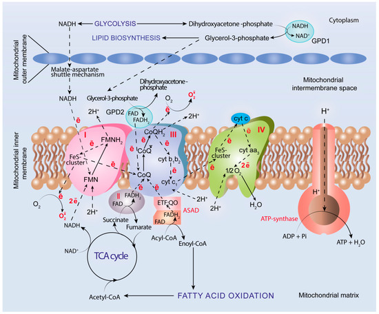 みき Metabolic Heterogeneity of Cancer Cells: An Interplay