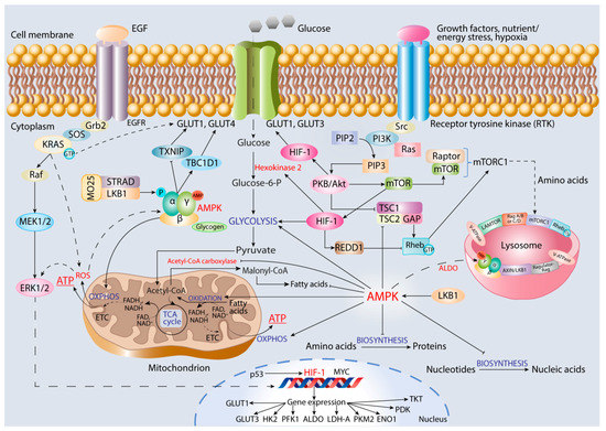 Metabolic Heterogeneity of Cancer Cells: An Interplay