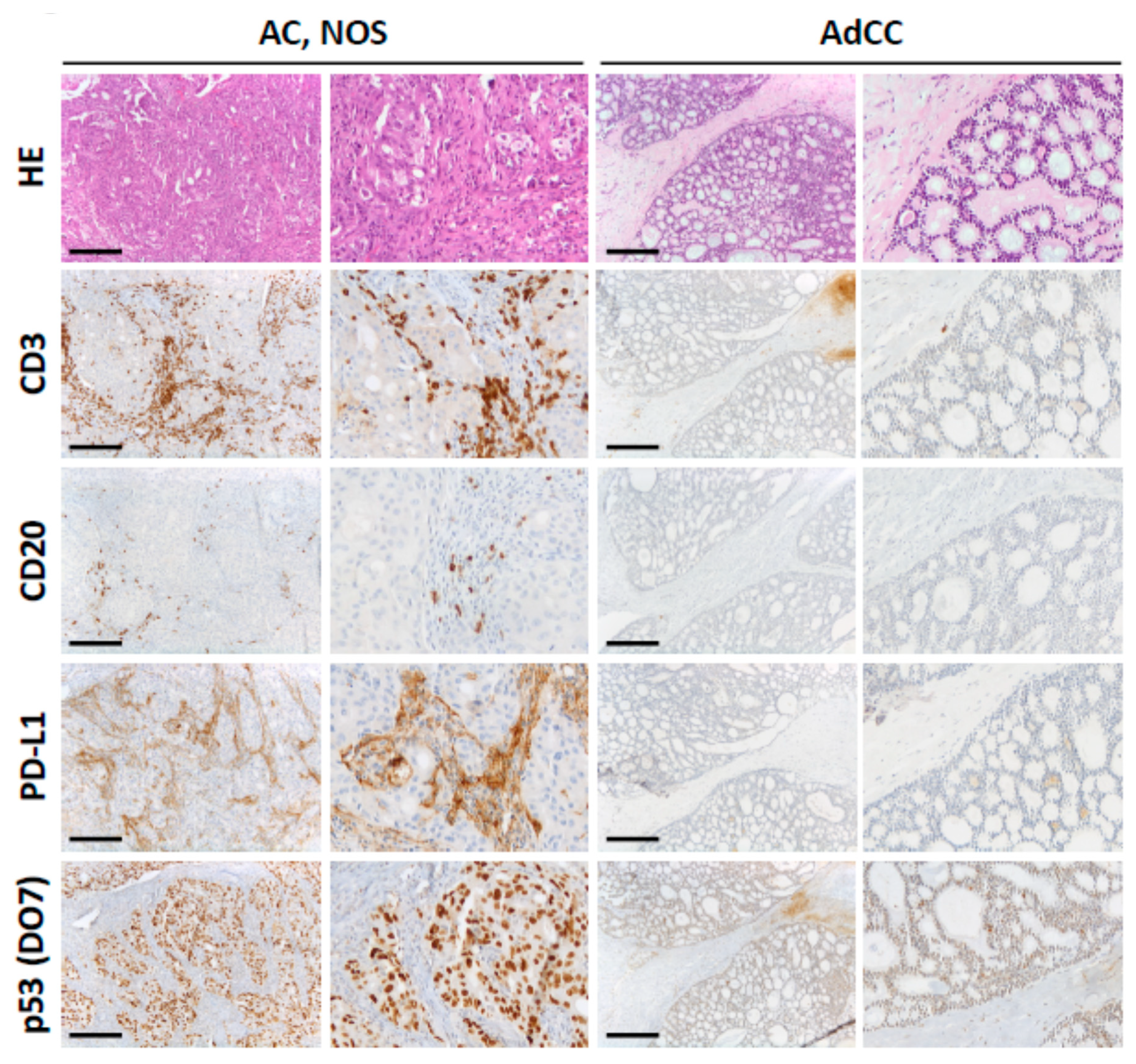 Cancers 12 00873 g003 Cancers 12 00873 g003