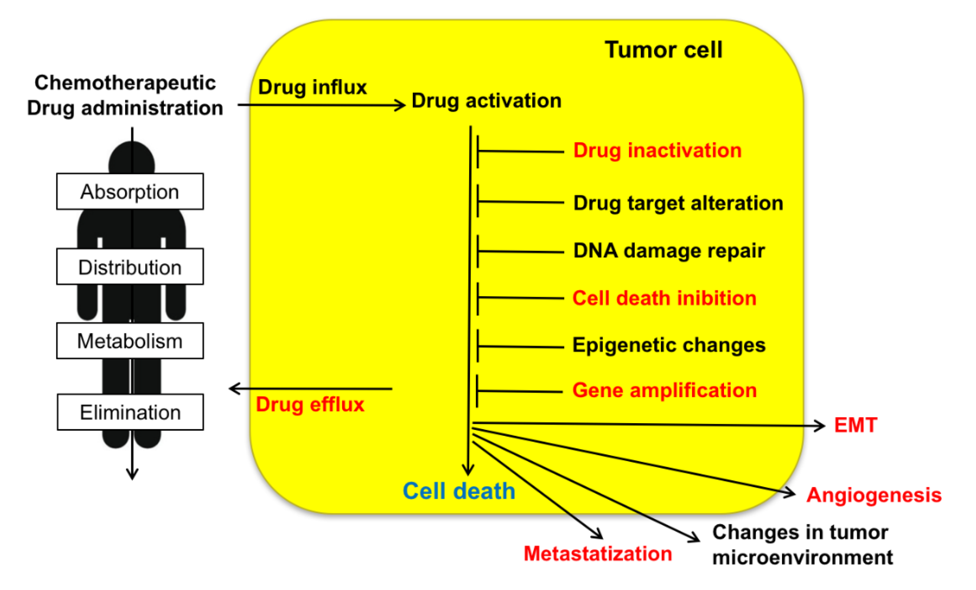 Cancers | Free Full-Text | Roles of Sorcin in Drug Resistance in 