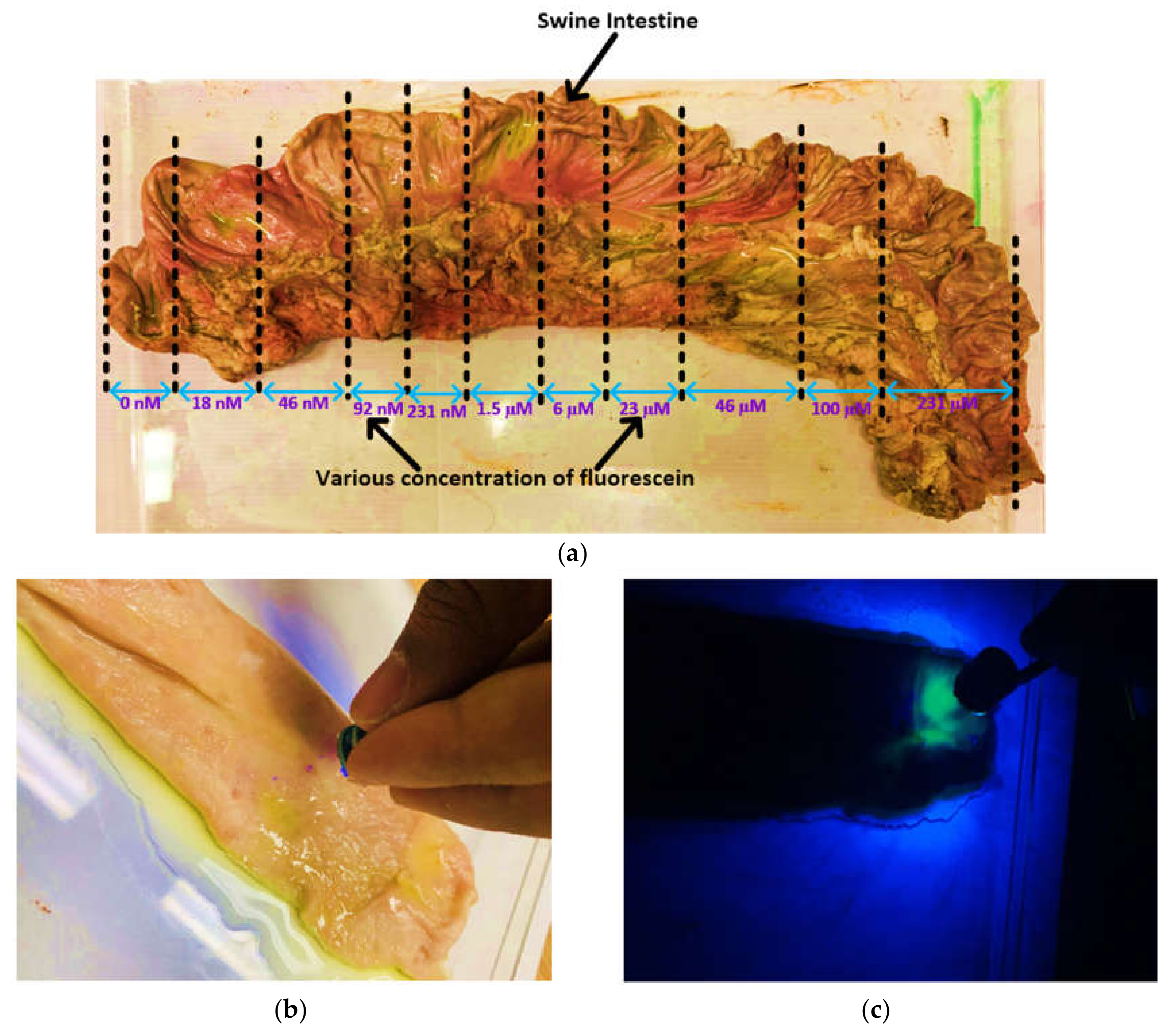 Cancers 12 00890 g007 Cancers 12 00890 g007
