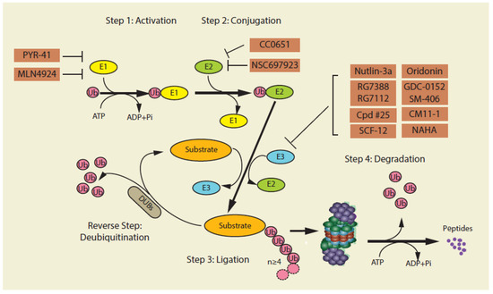 cancers-12-00902-g001-550.jpg