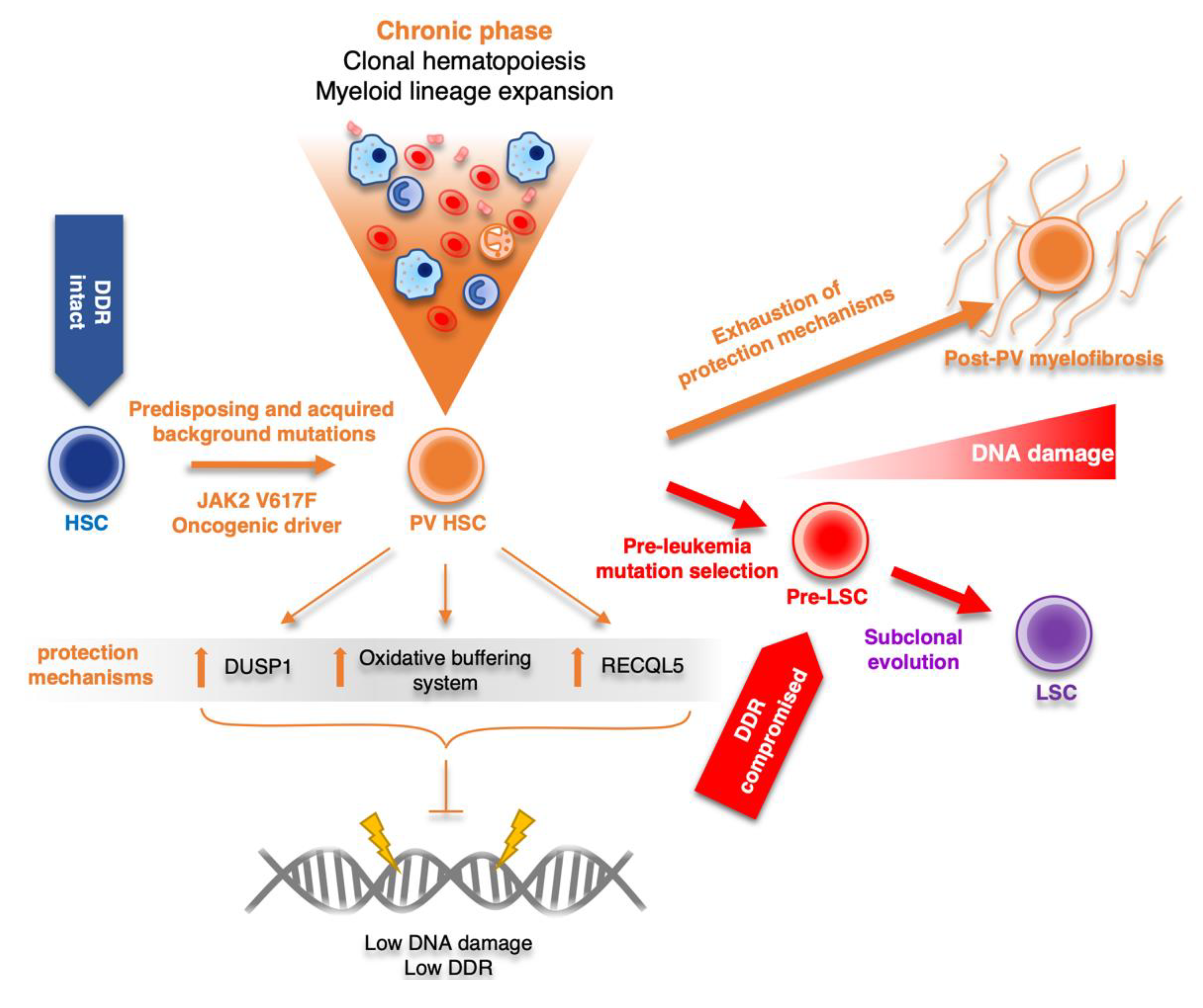 Cancers 12 00903 g004