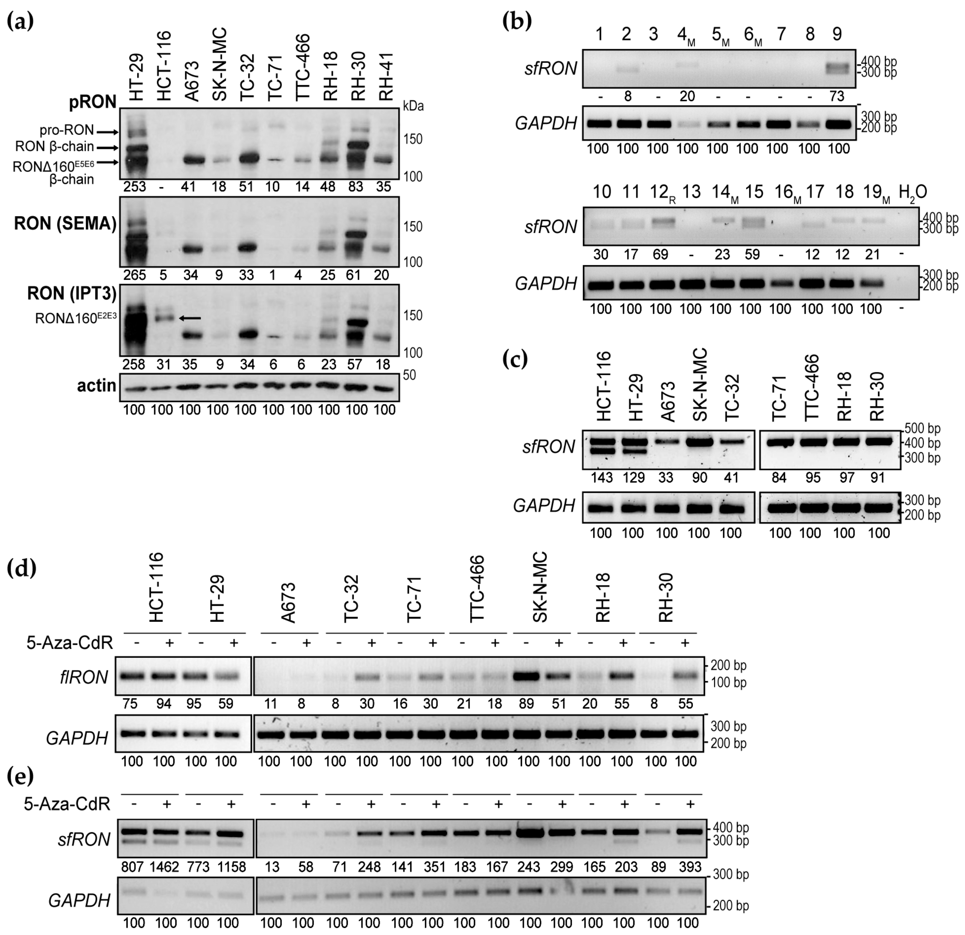 (PDF) T cell receptor mimic antibodies for cancer therapy