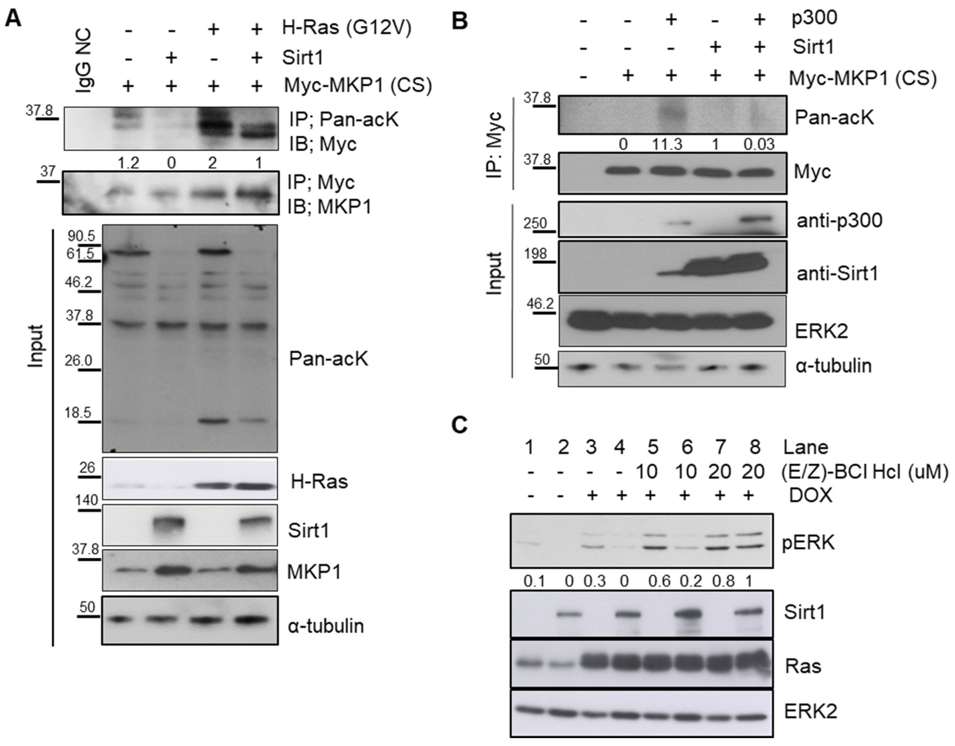 Cancers 12 00909 g004 Cancers 12 00909 g004