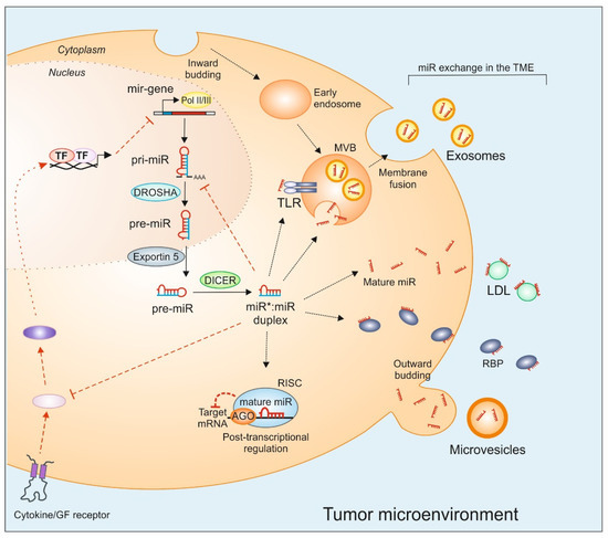 cancers-12-00911-g001-550.jpg
