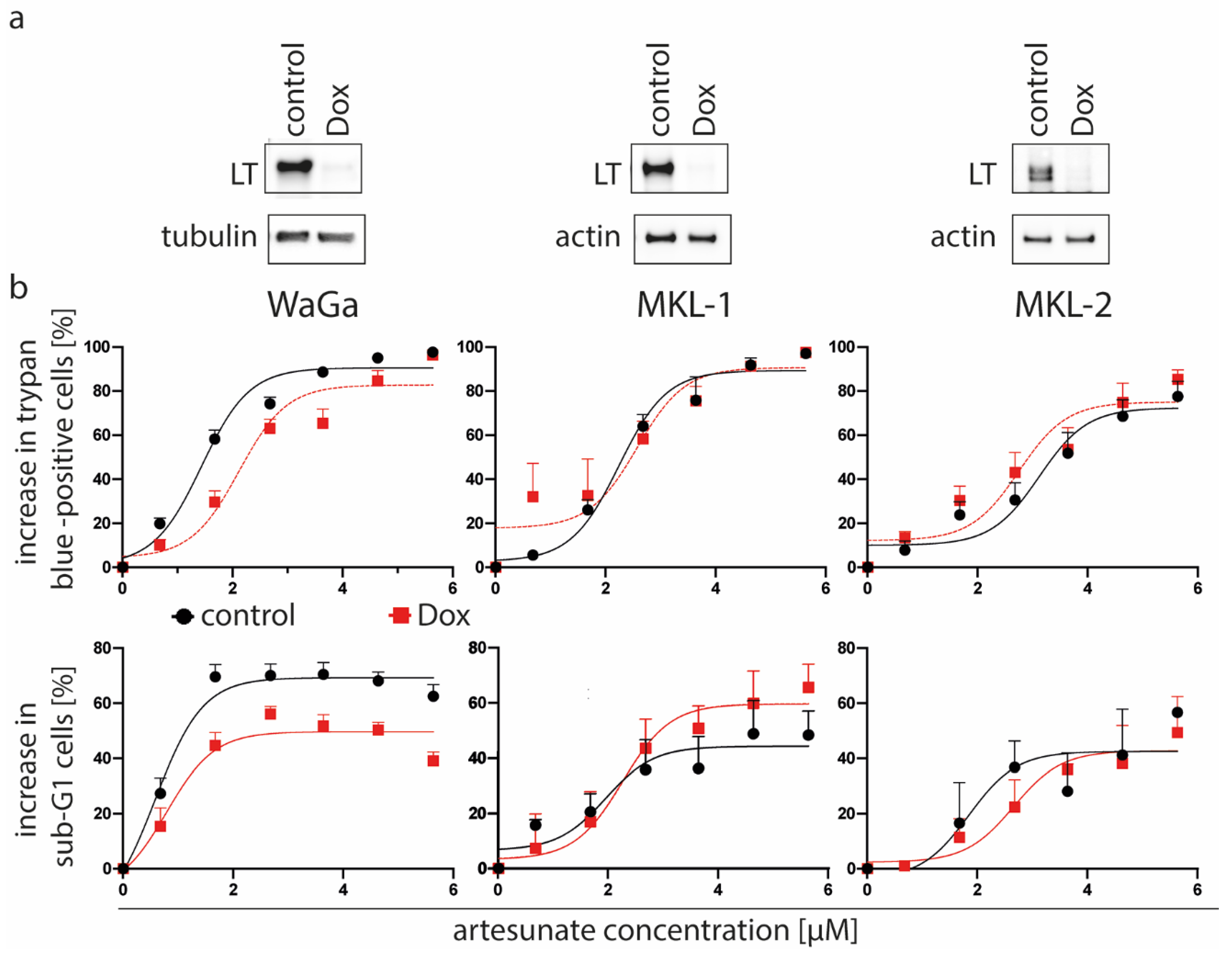 Cancers Free Full Text Artesunate Affects T Antigen Expression And Survival Of Virus Positive Merkel Cell Carcinoma Html