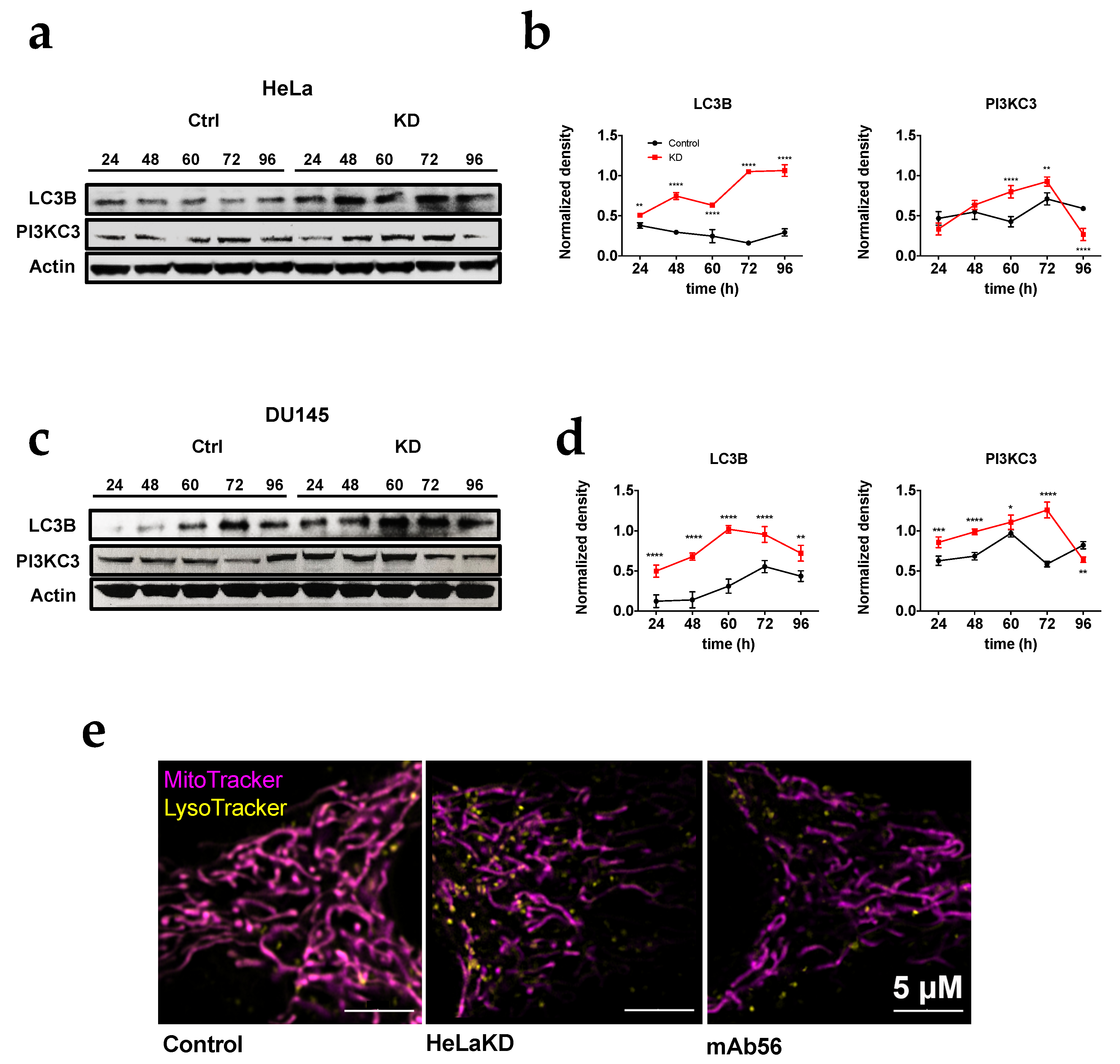Cancers 12 00920 g005