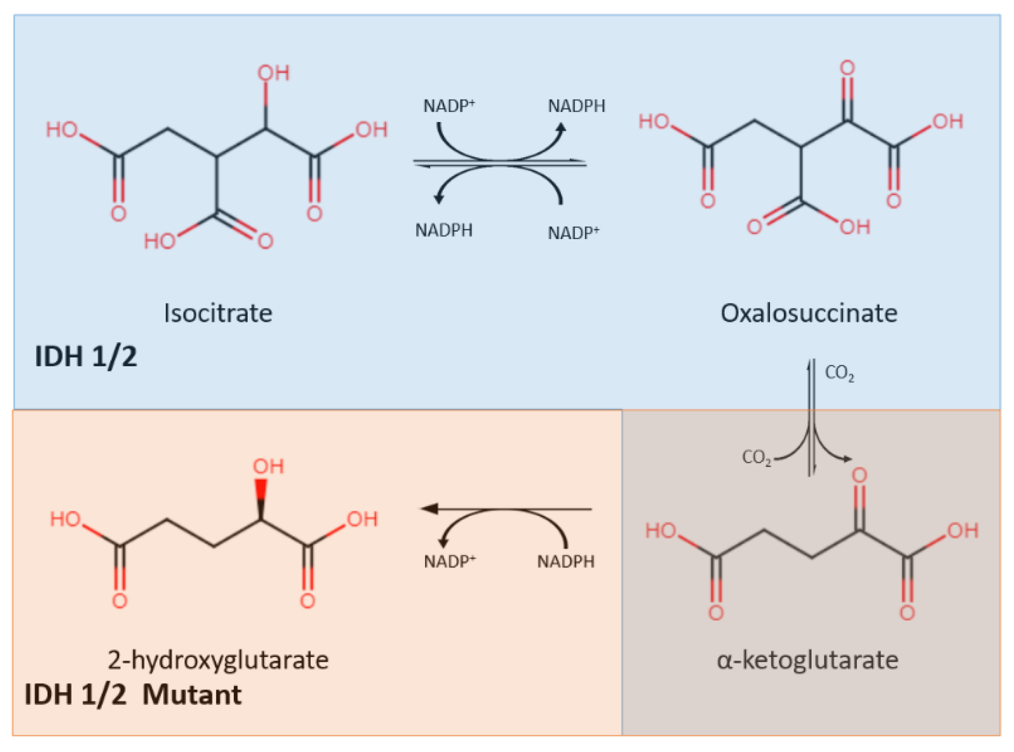 Cancers 12 00937 g001