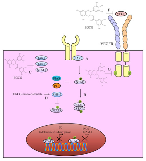 cancers-12-00951-g001-550.jpg