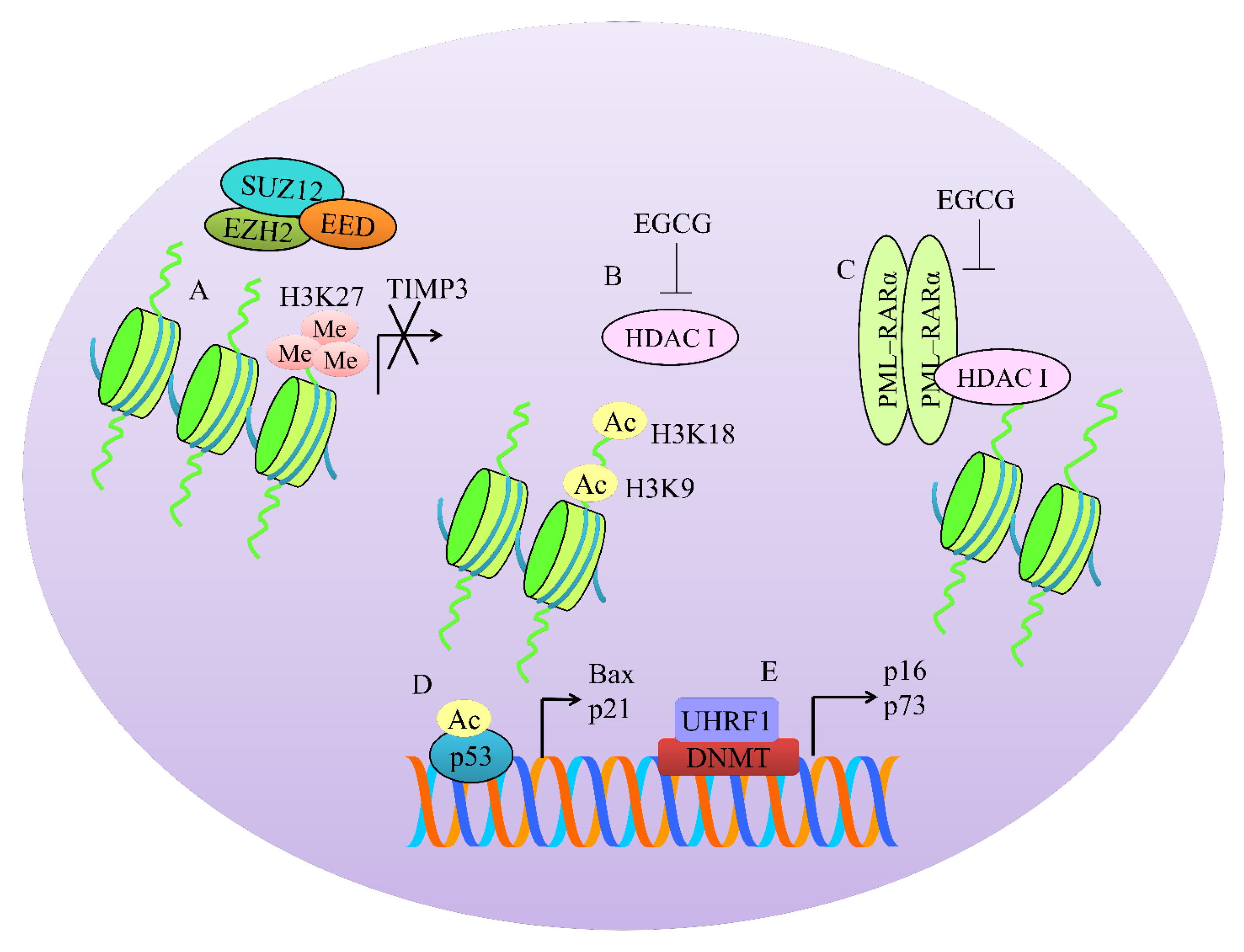 Cancers 12 00951 g002