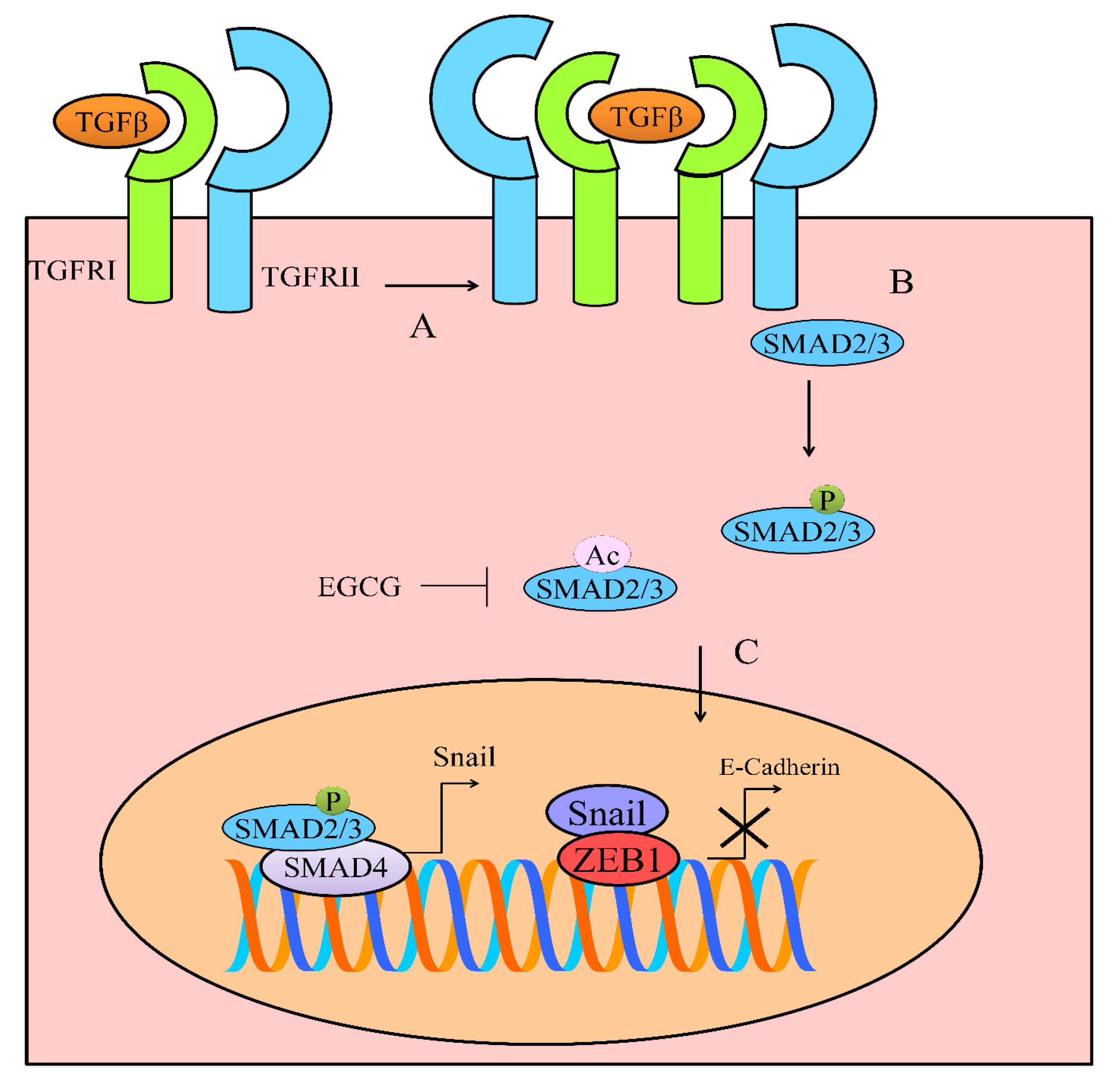 Cancers 12 00951 g003