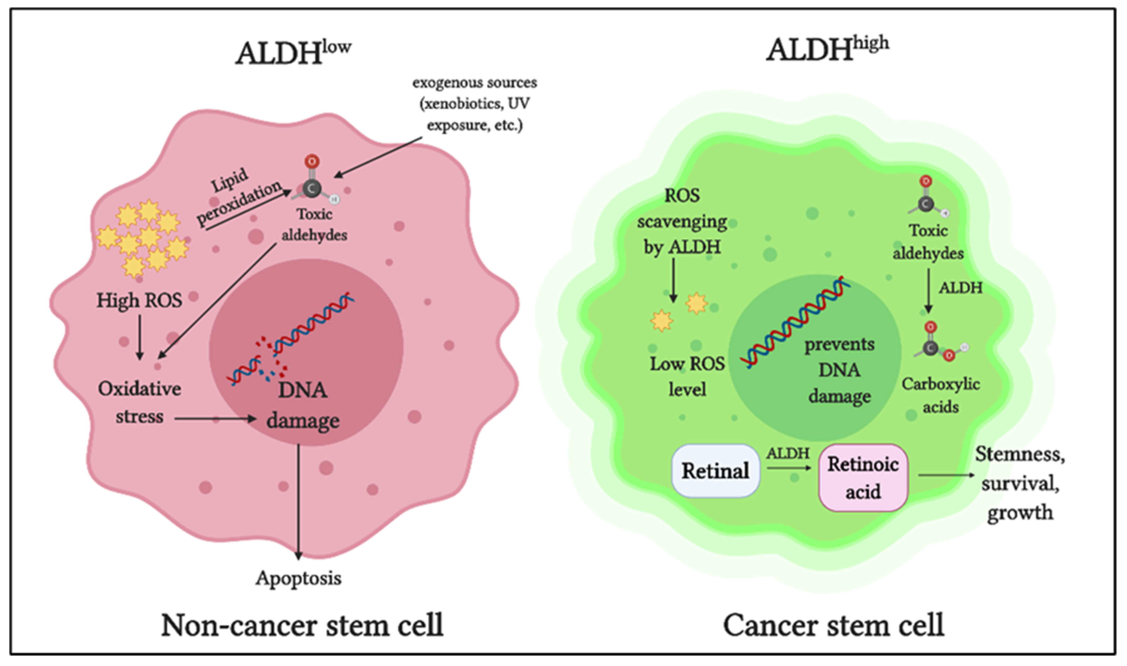 Cancers | Free Full-Text | Targeting Aldehyde Dehydrogenases to Eliminate  Cancer Stem Cells in Gynecologic Malignancies