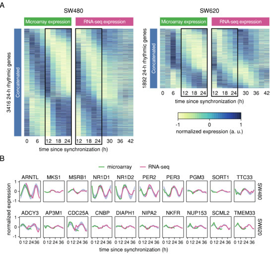 Analysis of the Circadian Regulation of Cancer Hallmarks by a