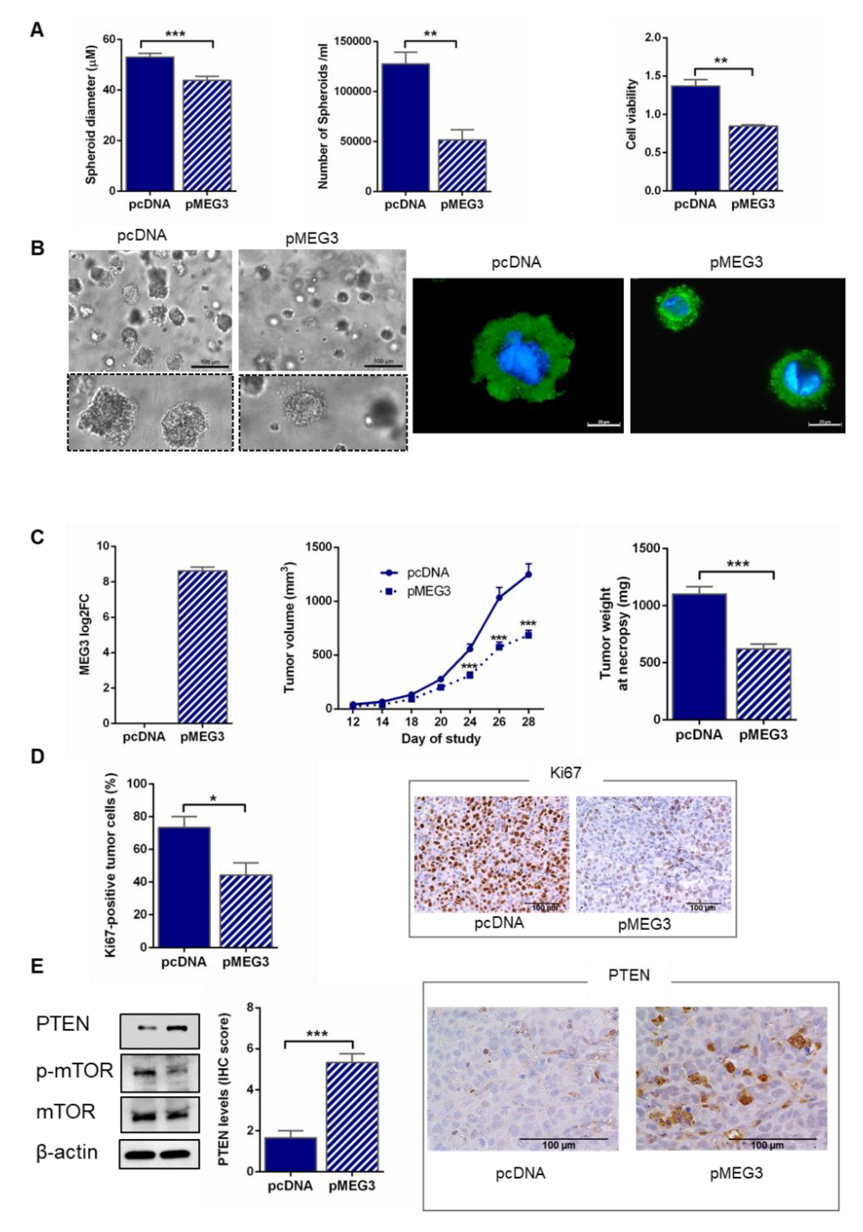 Cancers 12 00966 g004 Cancers 12 00966 g004
