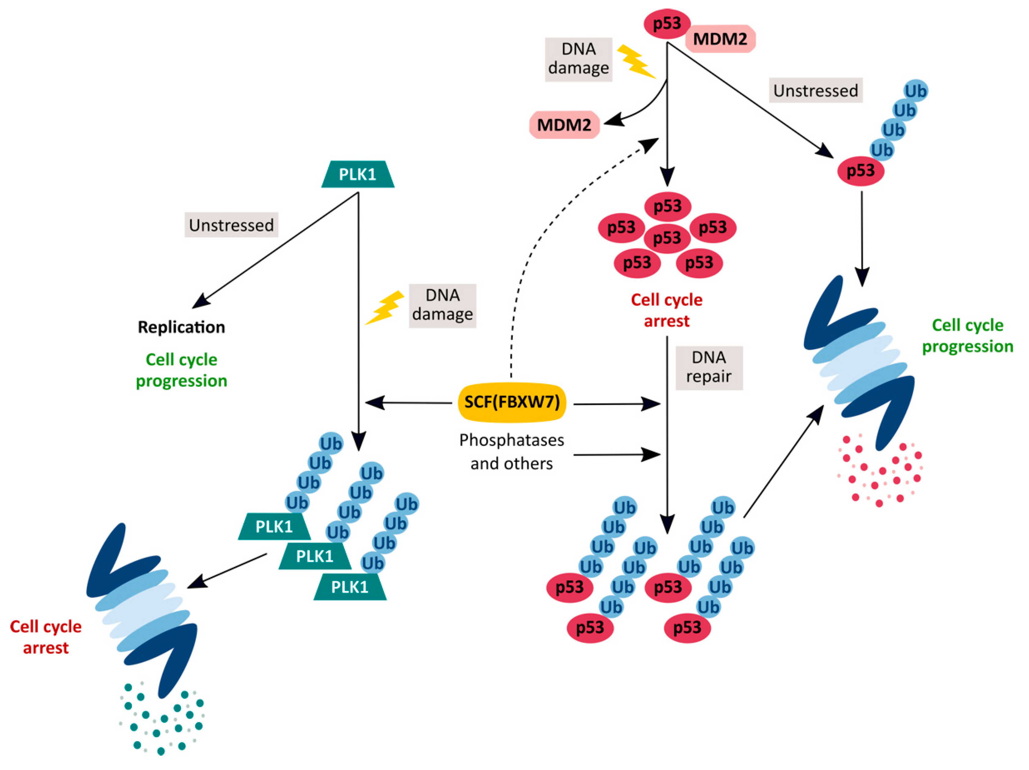 Cancers 12 00985 g001