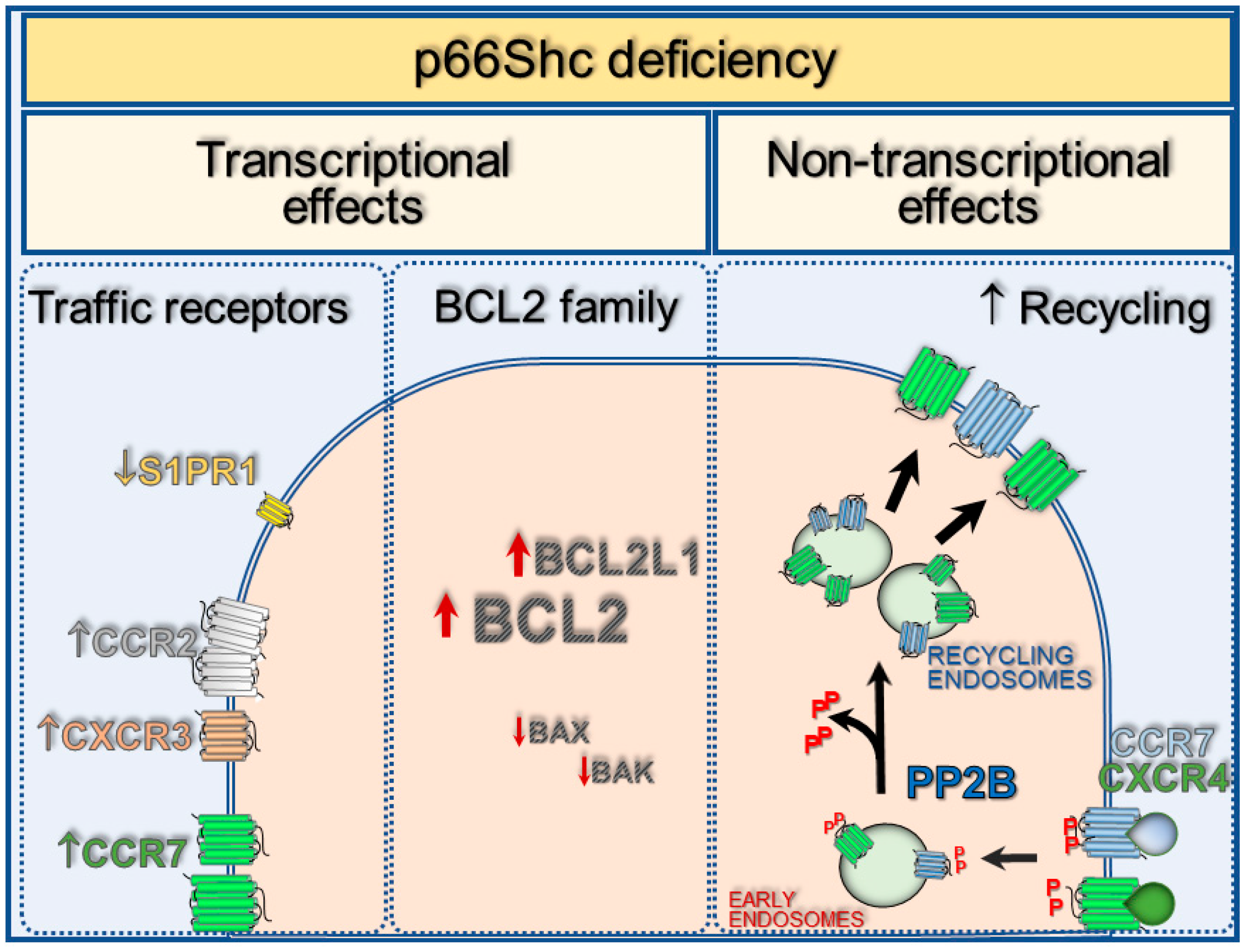 Cancers 12 01006 g002 Cancers 12 01006 g002