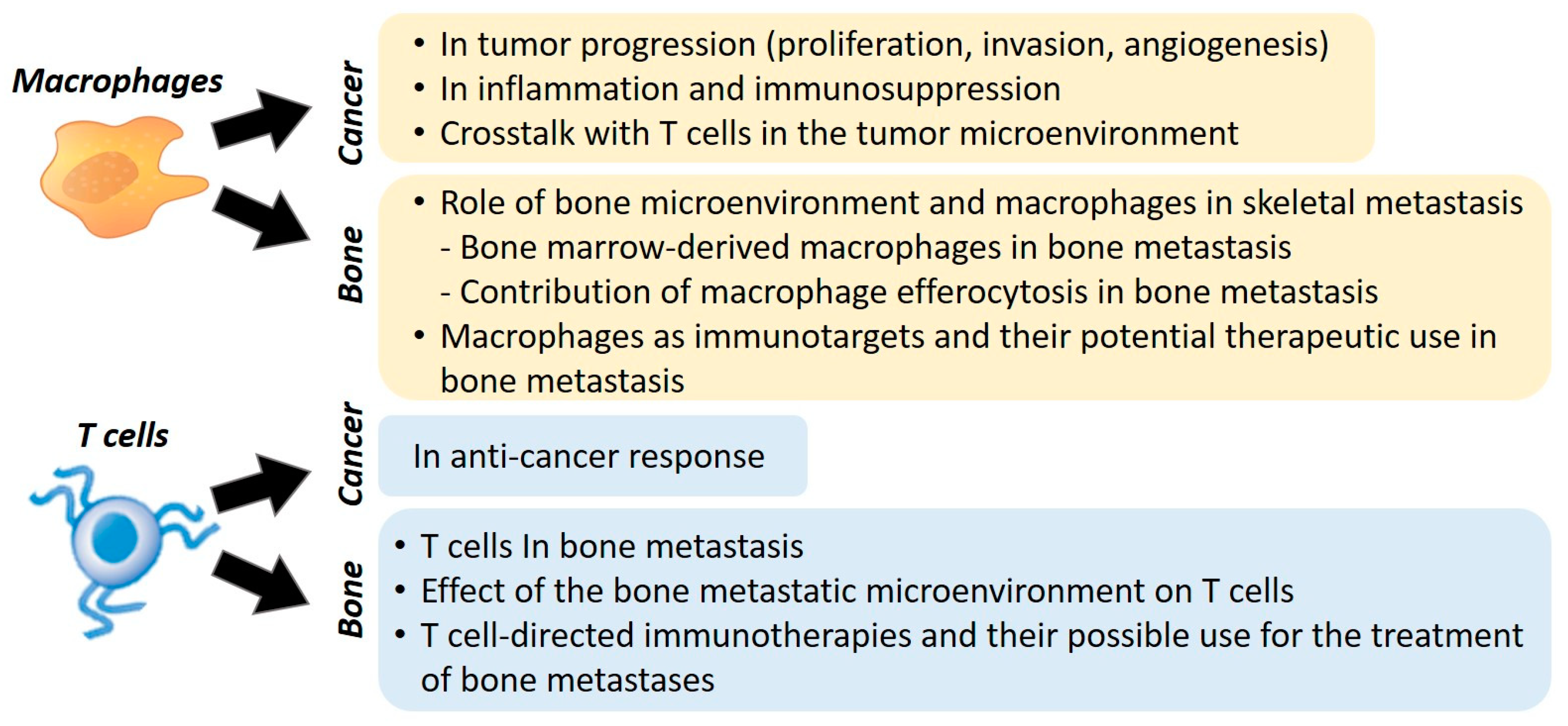 Cancers Free Full Text Contribution Of Macrophages And T Cells In Skeletal Metastasis