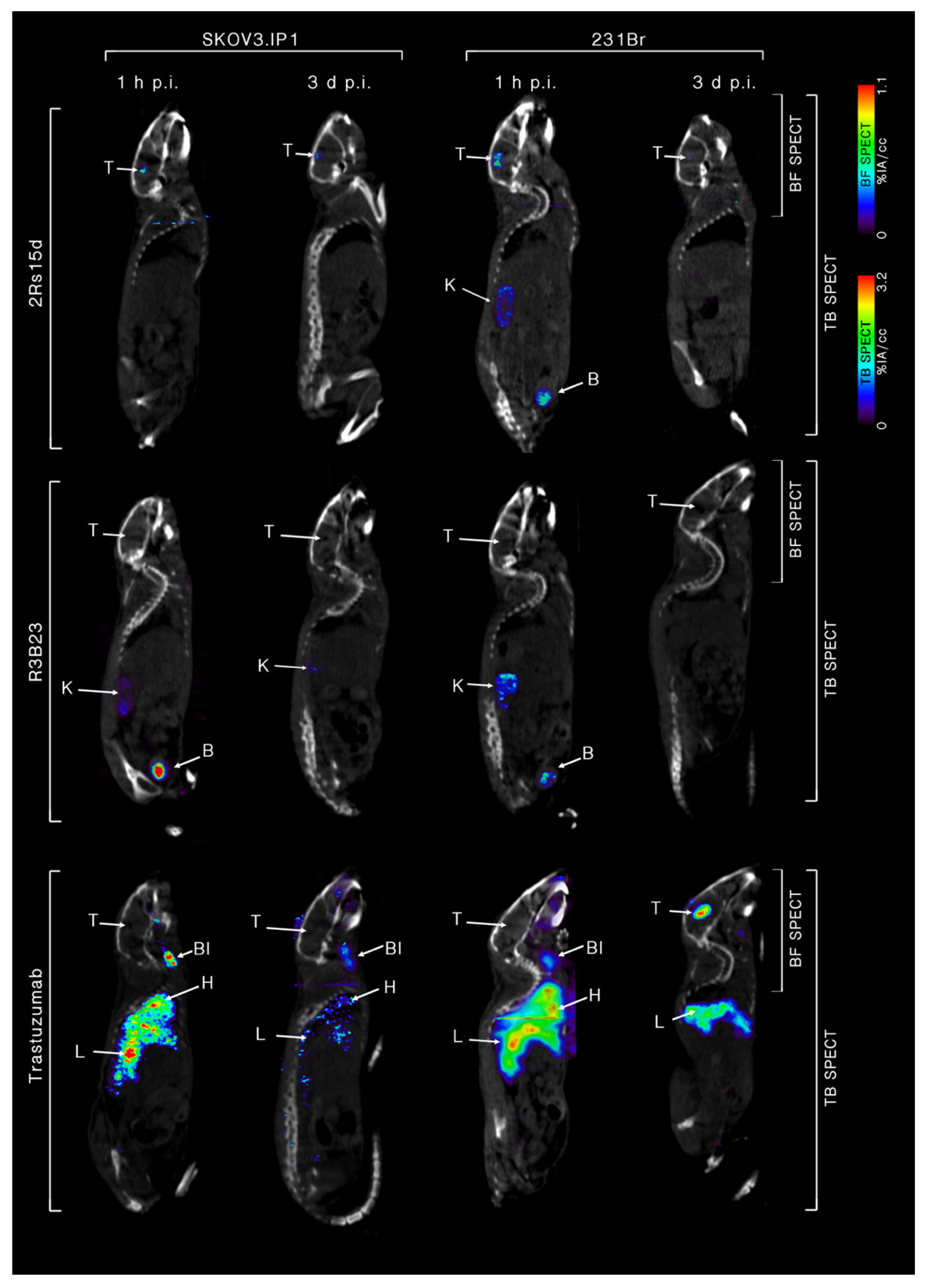 Cancers 12 01017 g004 Cancers 12 01017 g004