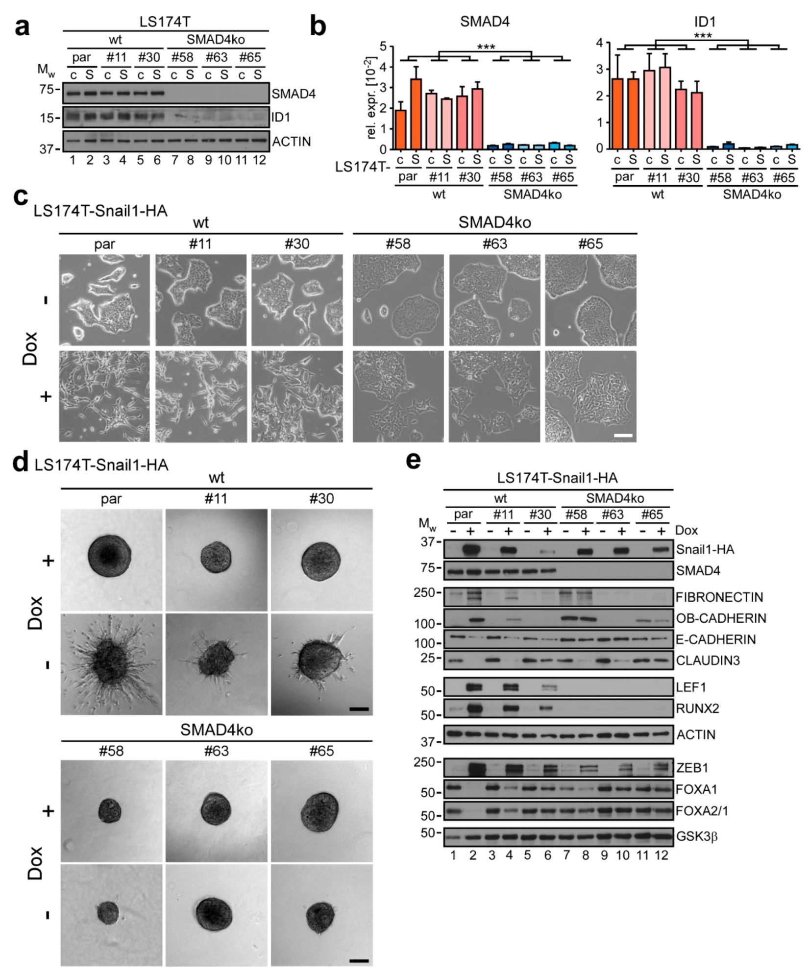Cancers 12 01019 g004 Cancers 12 01019 g004