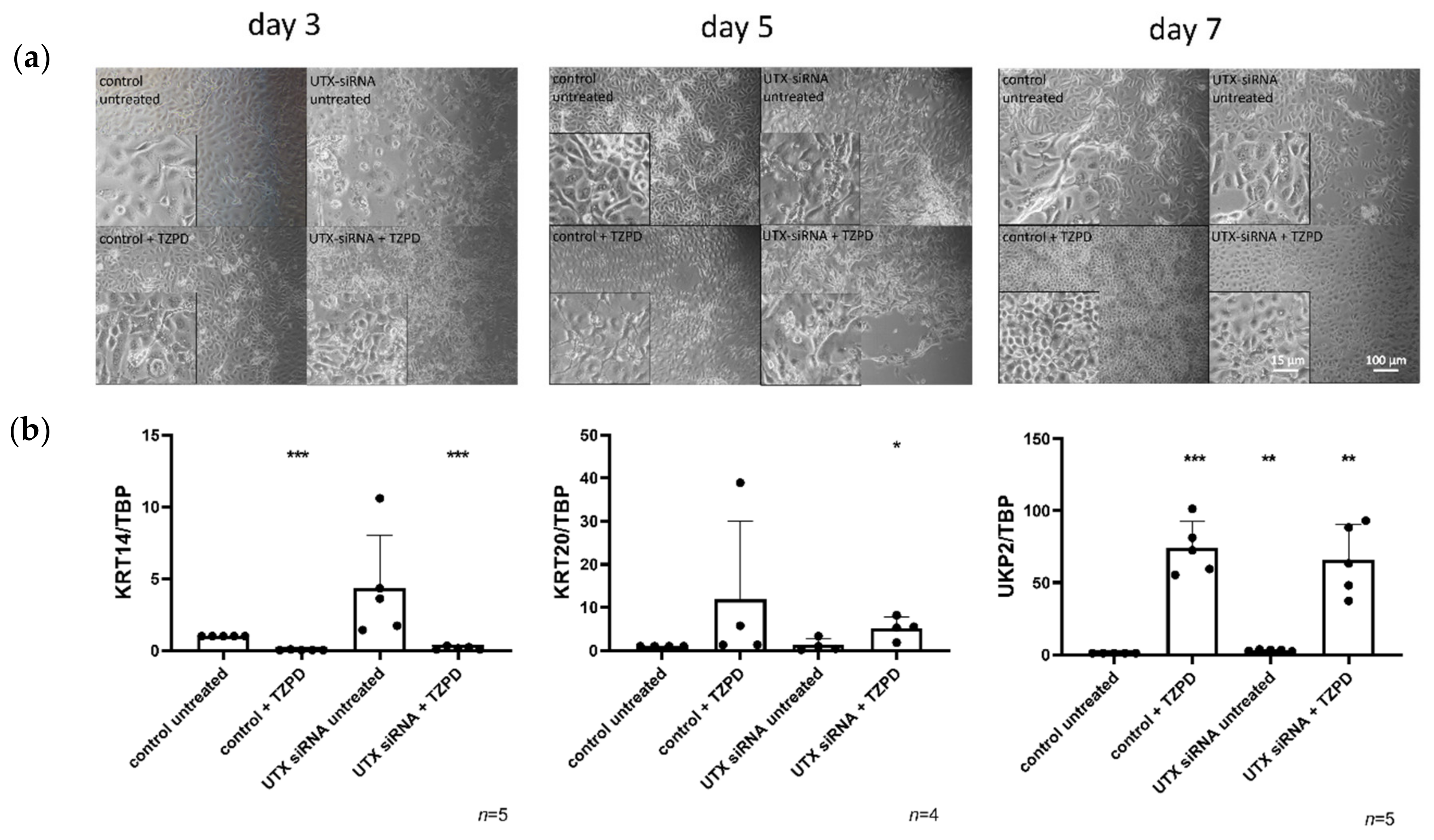Knockdown of UTX/KDM6A Enriches Precursor Cell Populations
