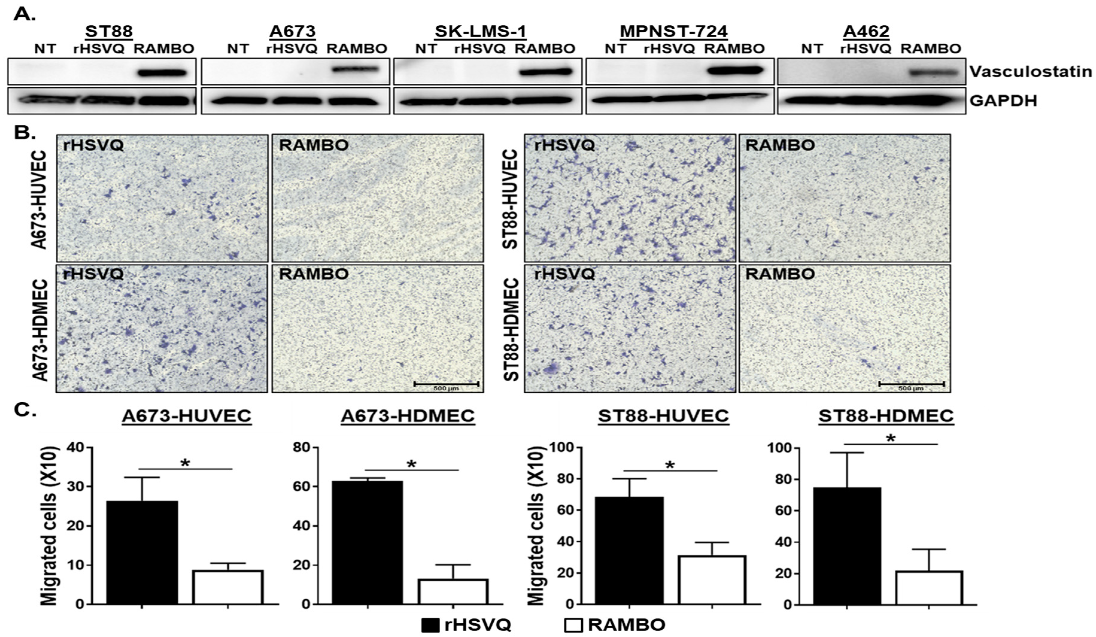 Cancers Free Full Text Enhancing Antitumor Efficacy Of Heavily Vascularized Tumors By Rambo Virus Through Decreased Tumor Endothelial Cell Activation Cancers Free Full Text Enhancing Antitumor Efficacy Of Heavily Vascularized Tumors By Rambo Virus Through Decreased Tumor Endothelial Cell Activation
