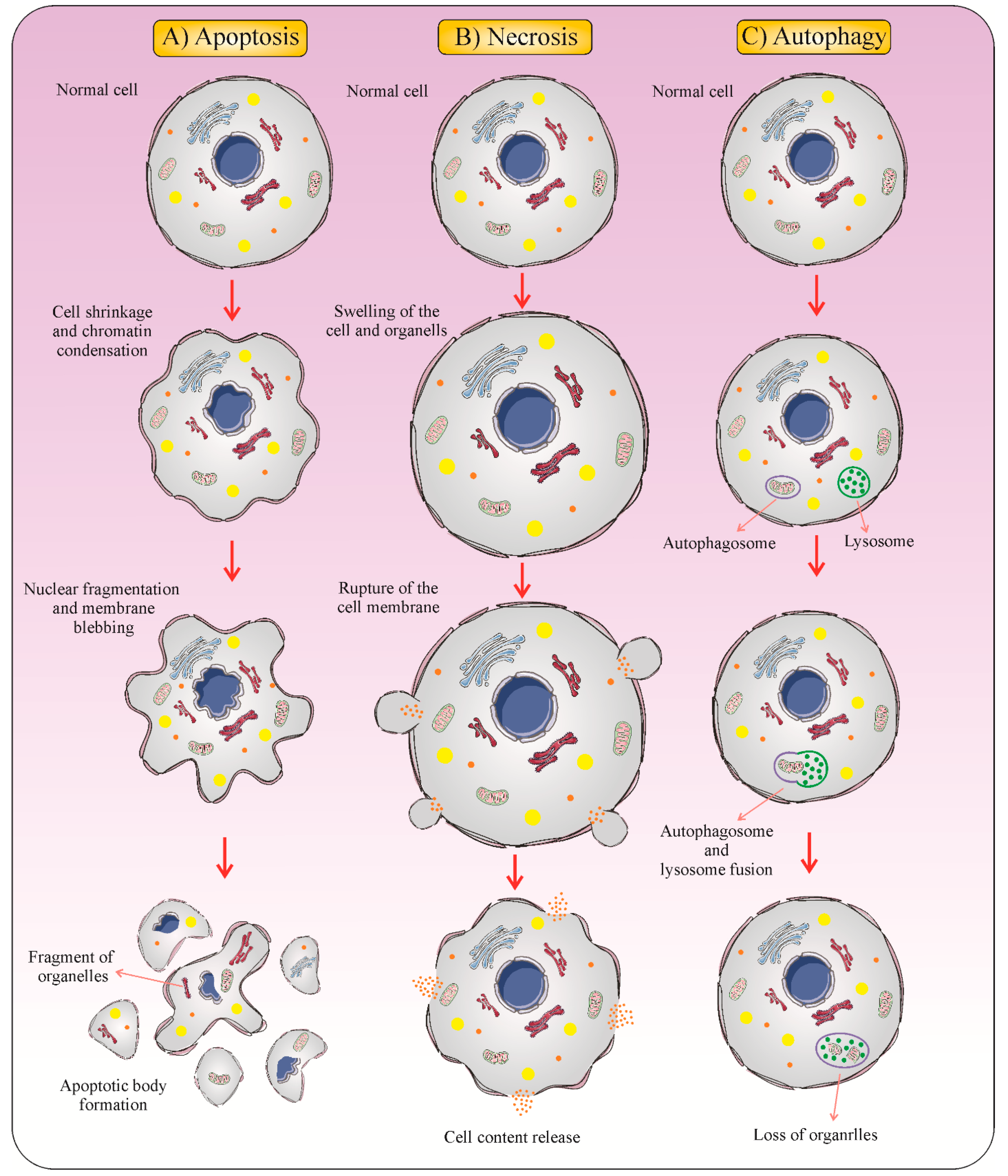 Cancers Free Full Text Current Approaches For Combination Therapy Of Cancer The Role Of Immunogenic Cell Death Html