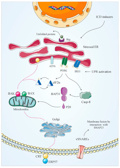 Cancers Free Full Text Current Approaches For Combination Therapy Of Cancer The Role Of Immunogenic Cell Death Html