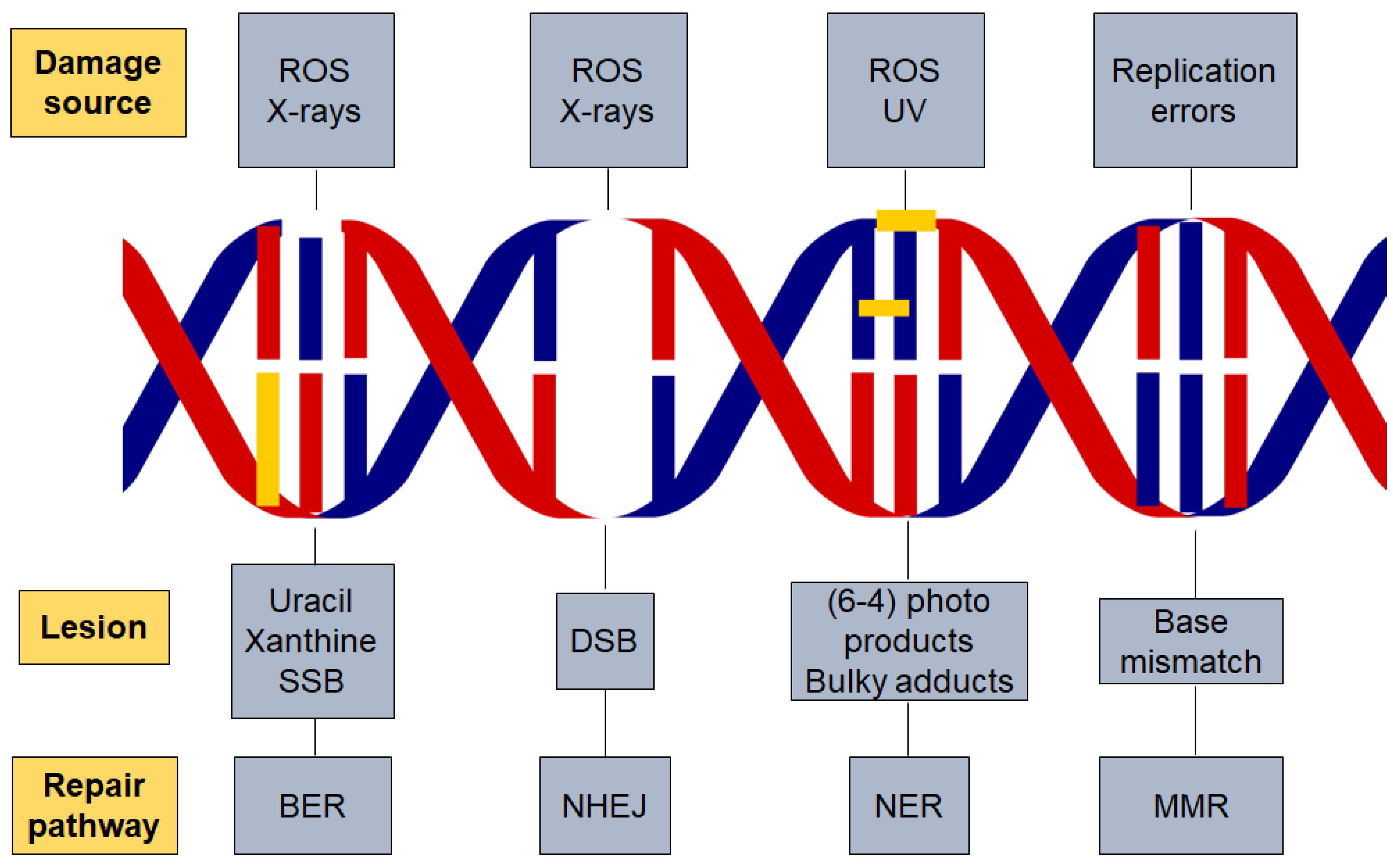 DSB SSB DNA. Which Parts in DNA help Repair Damage. Semi-Conservative DNA Replication.