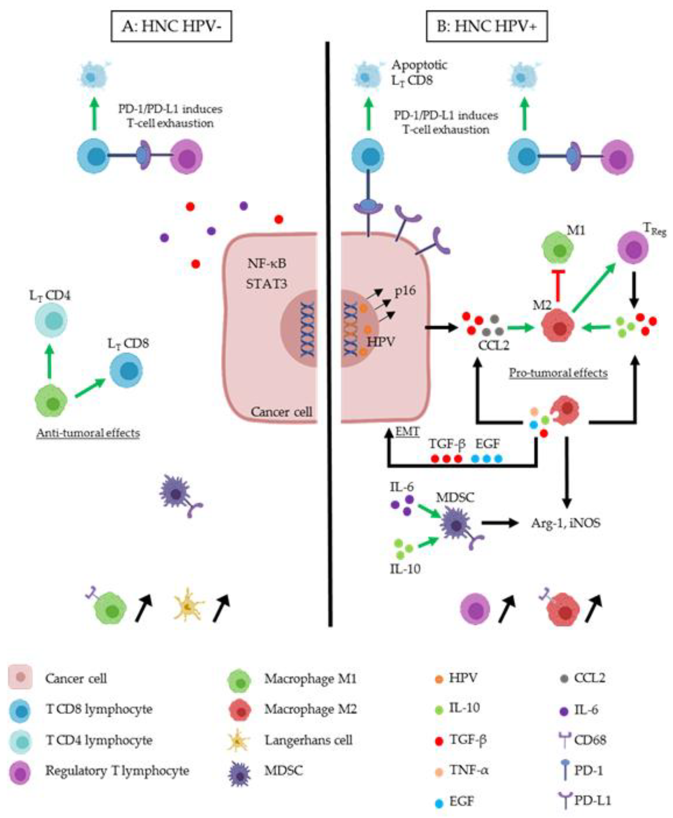 Cancers 12 01060 g001 Cancers 12 01060 g001