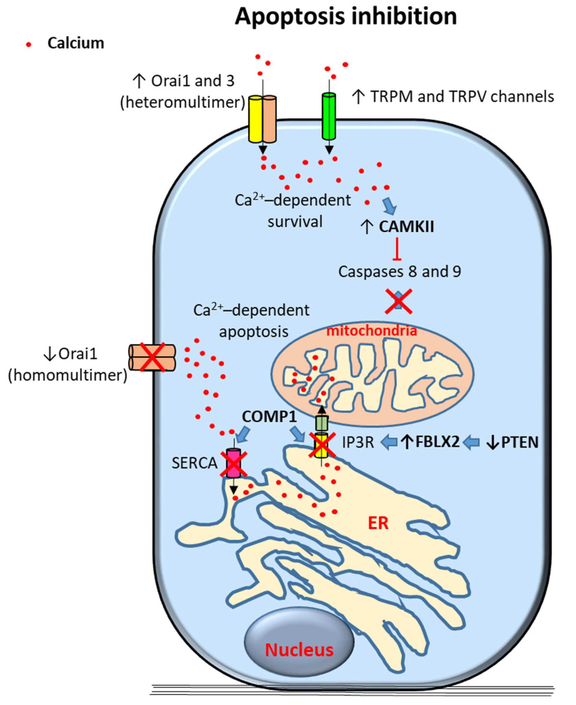 prostate calcium medicamente complexe pentru tratamentul prostatitei