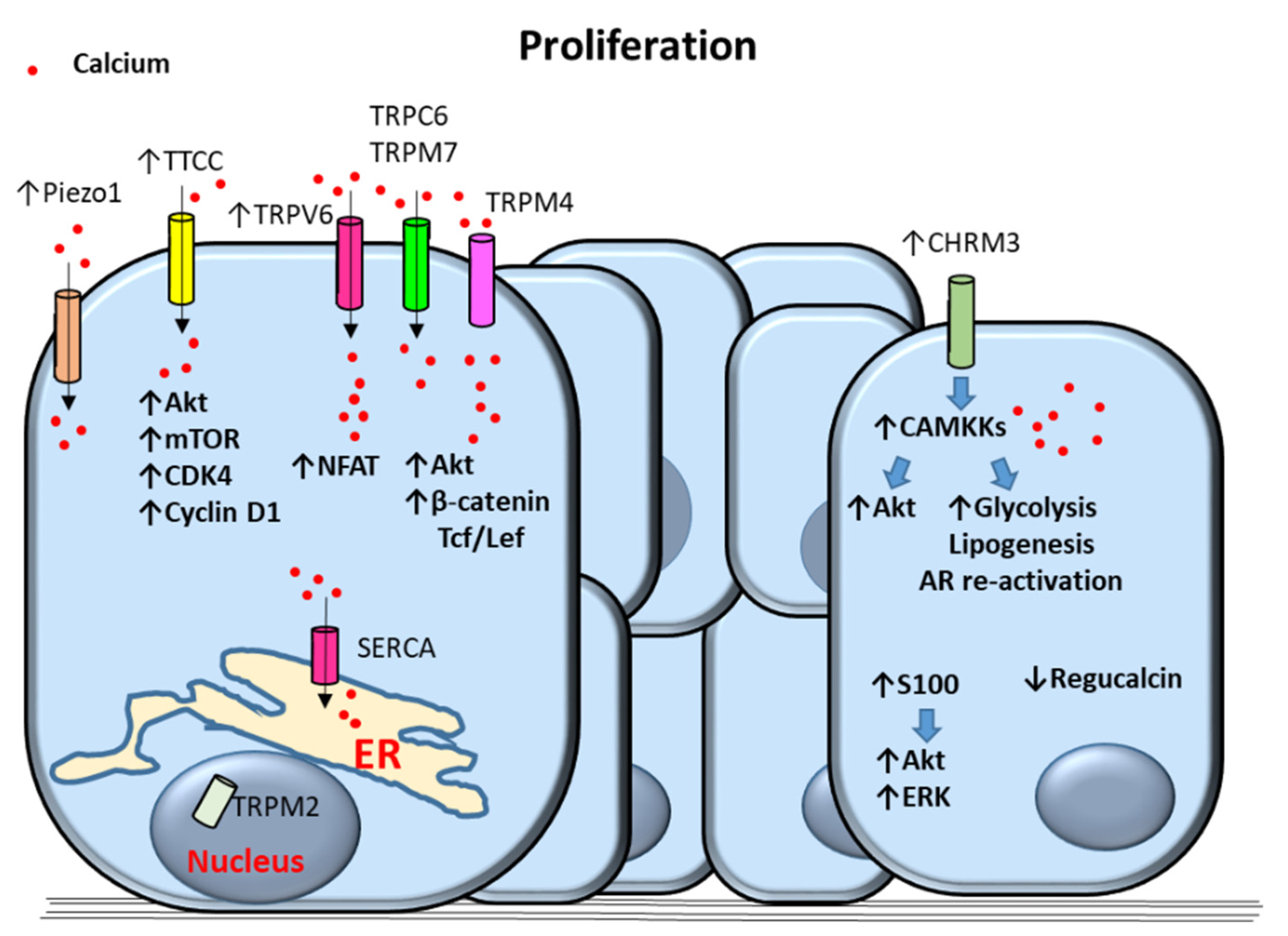 Cancers 12 01071 g002