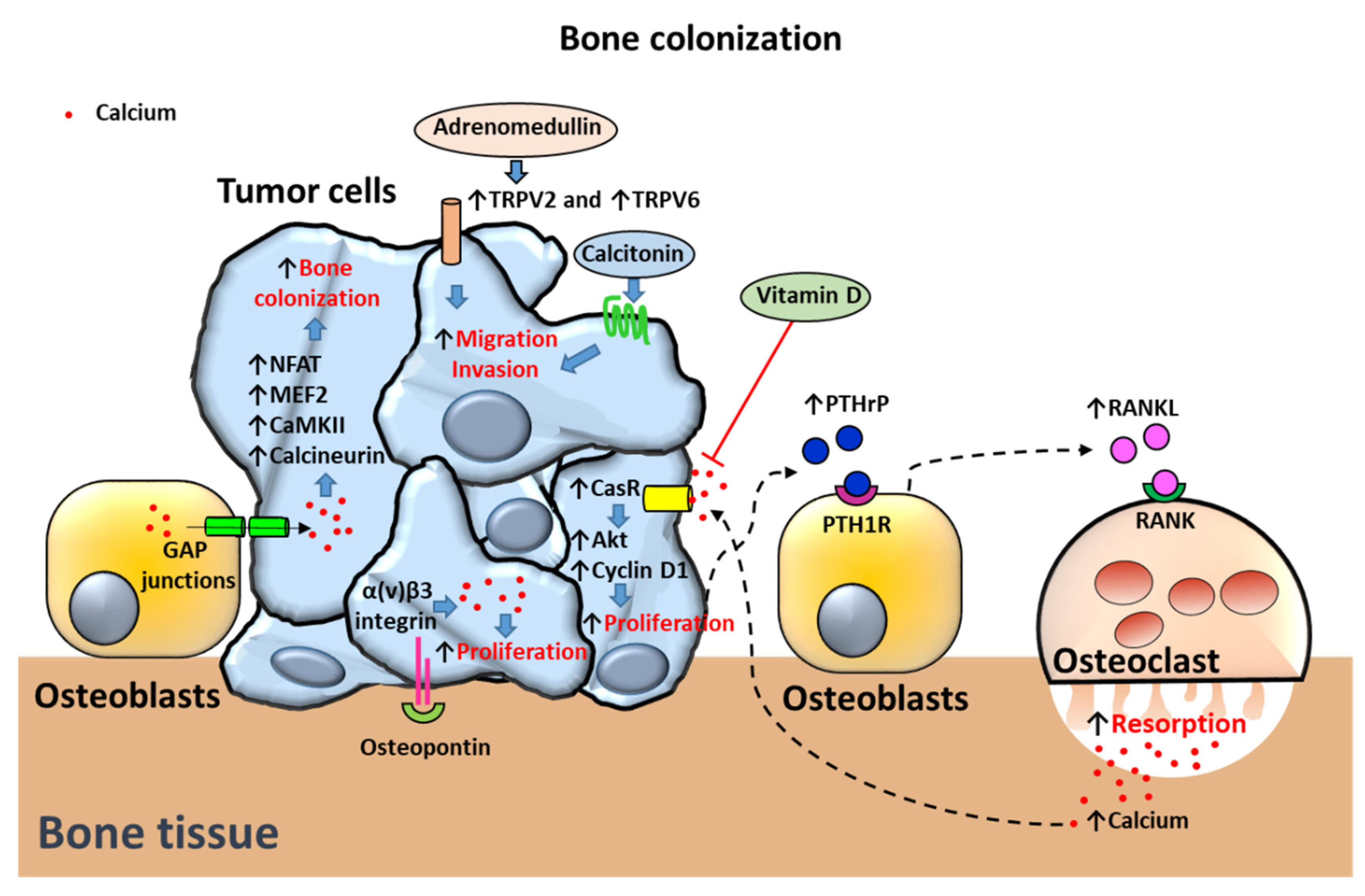 prostate calcium