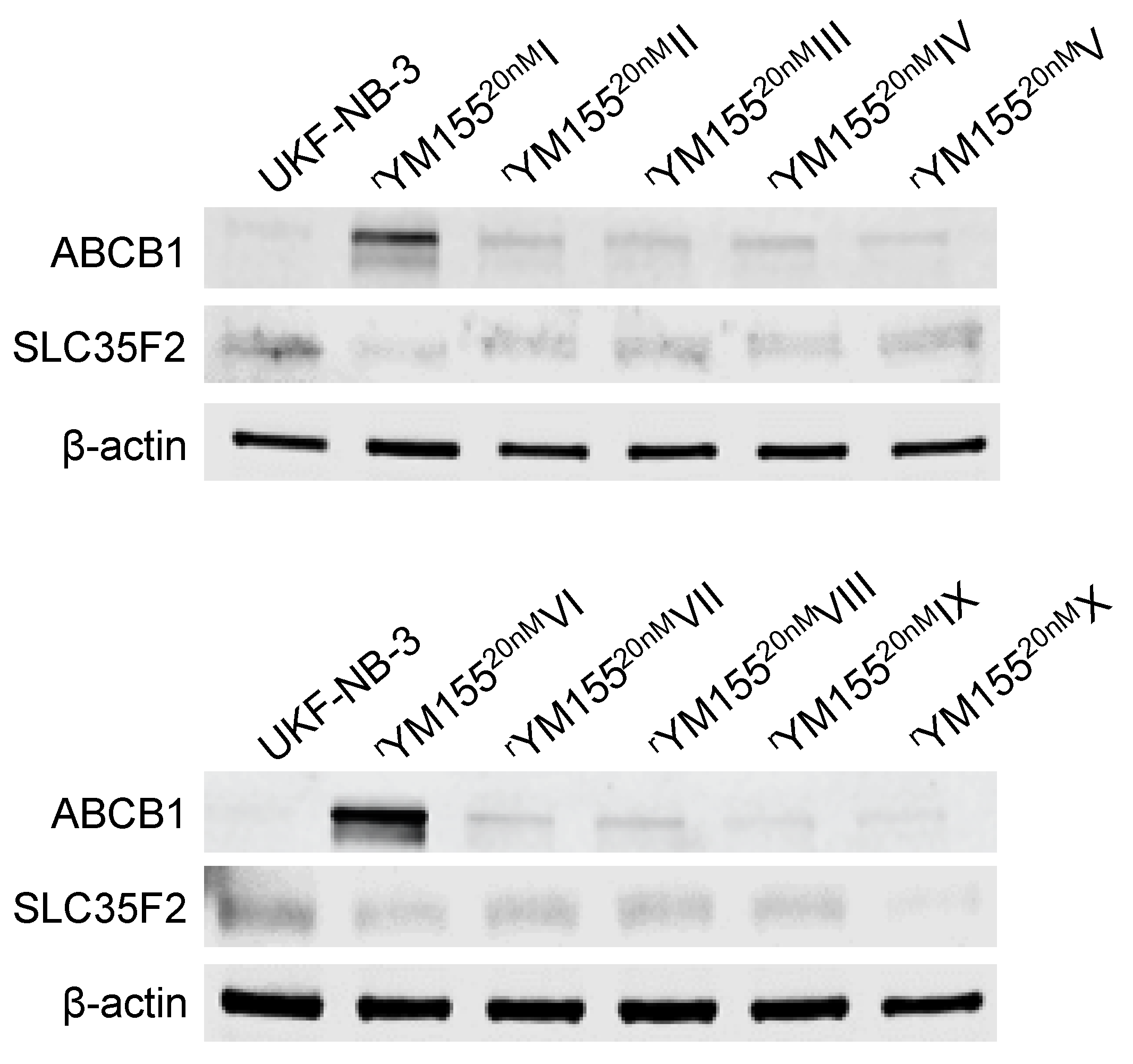 Cancers 12 01080 g007 Cancers 12 01080 g007