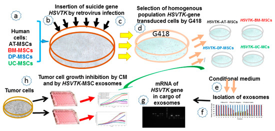 Cancers Free Full Text Suicide Gene Therapy Mediated With Exosomes Produced By Mesenchymal Stem Stromal Cells Stably Transduced With Hsv Thymidine Kinase Html